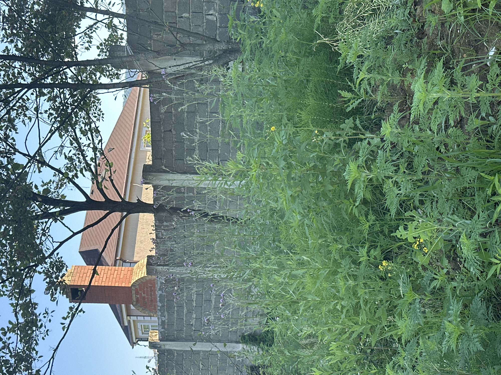 The image shows an overgrown garden area with dense vegetation, including tall weeds and some flowering plants with purple and yellow blossoms. In the background, a grey cinder block wall separates the garden from a residential area. Beyond the wall, a portion of a house with a reddish-brown roof and a brick chimney is visible. The sky is clear and blue. The scene appears to be set in a suburban or rural location, possibly within the city of Verkhniy Yurt, Russia, given the context provided. There are no people or animals present in the image. The overall impression is one of a neglected outdoor space with a backdrop of residential structures.