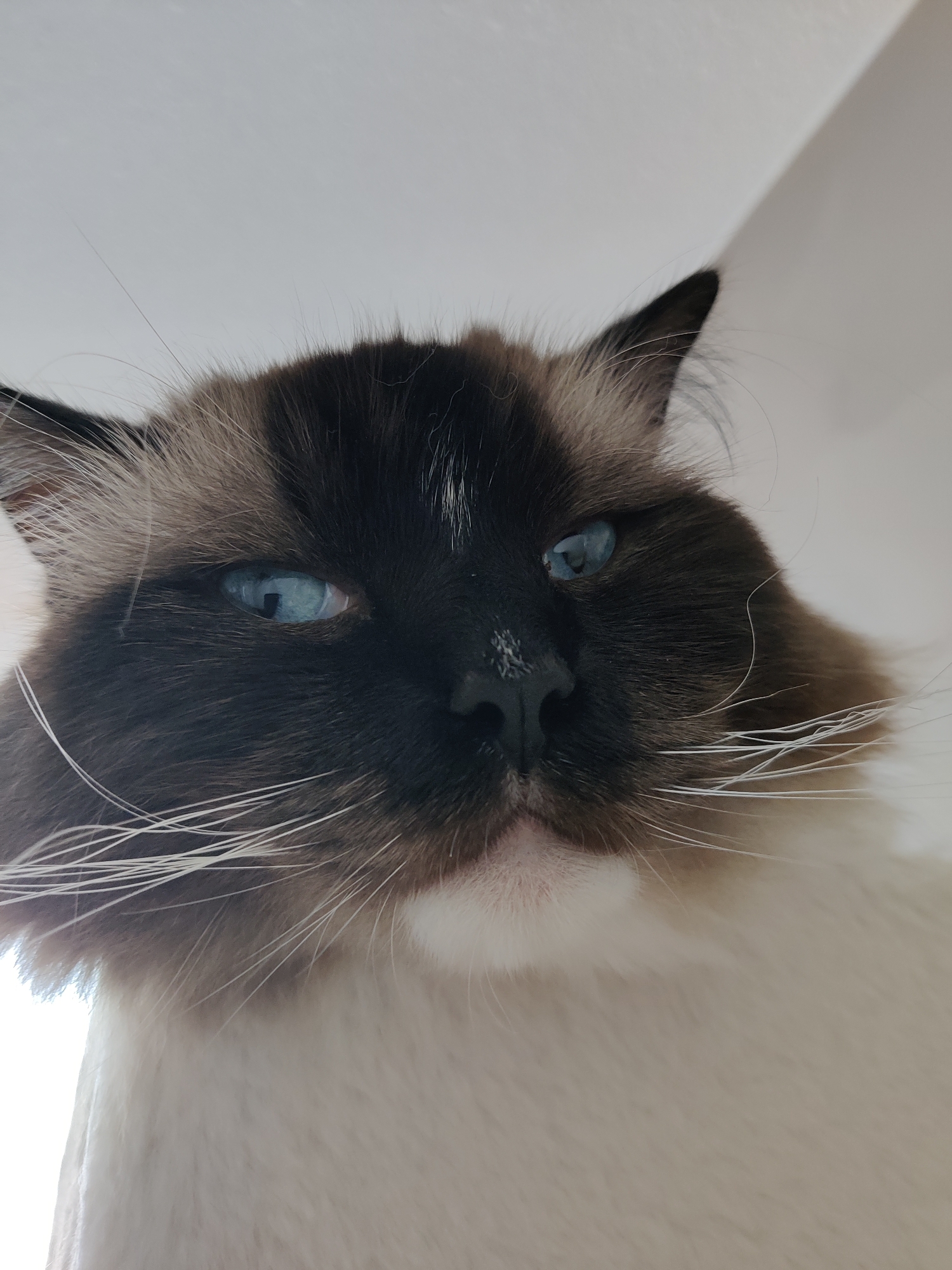 A low-angle close-up shot focuses on a Siamese cat. The cat's face is predominantly black and dark brown, with piercing blue eyes. It has long, white whiskers. The fur around its mouth and neck transitions to a creamy white. The background is a plain white, suggesting an interior setting.