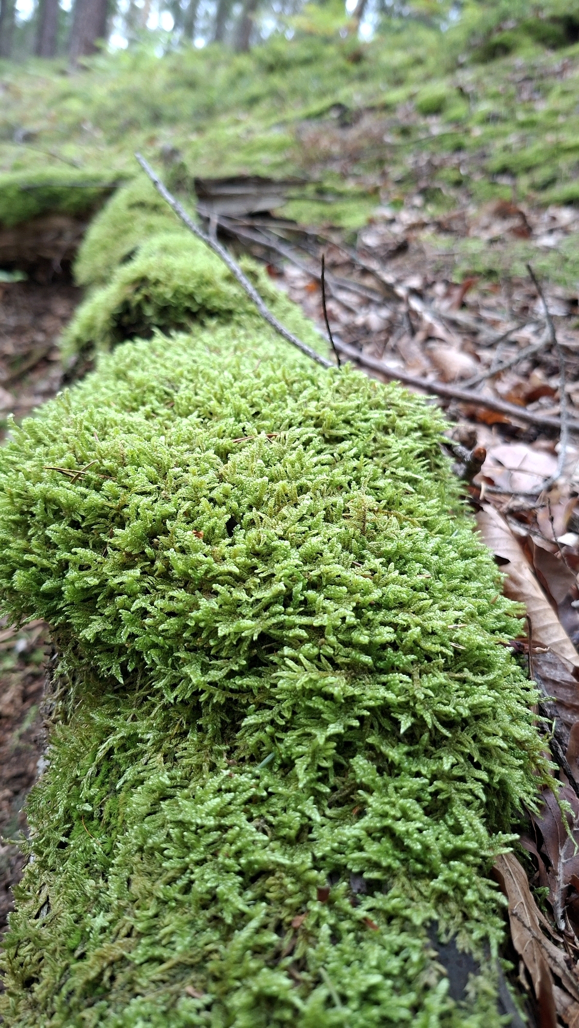 A fallen log, covered in thick, bright green moss, lies on the forest floor in Winkelhaid, Germany. The log is oriented horizontally and extends from the bottom left of the frame towards the top right. The moss creates a lush, textured carpet with individual fronds clearly visible. Dry leaves and thin branches are scattered on the forest floor around the log. The background is out of focus, showing more moss-covered ground and the trunks of trees, suggesting a wooded environment. The lighting is soft and diffused, typical of an overcast day in a forest.