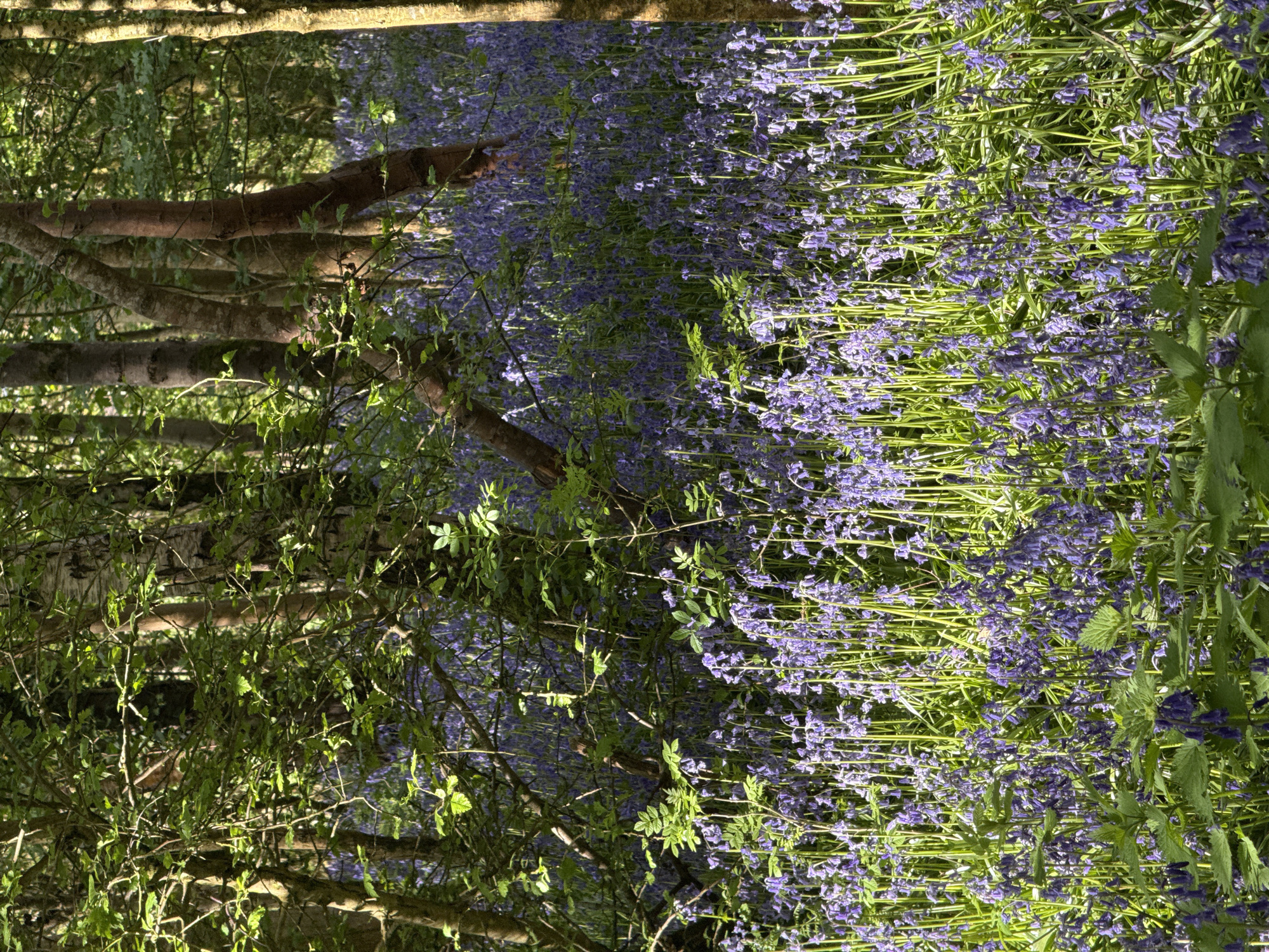 The image shows a forest floor covered in bluebells, with trees along the left side of the frame. The scene is bathed in sunlight filtering through the trees, creating a dappled effect on the flowers and foliage. There is no information given about a specific city or location.