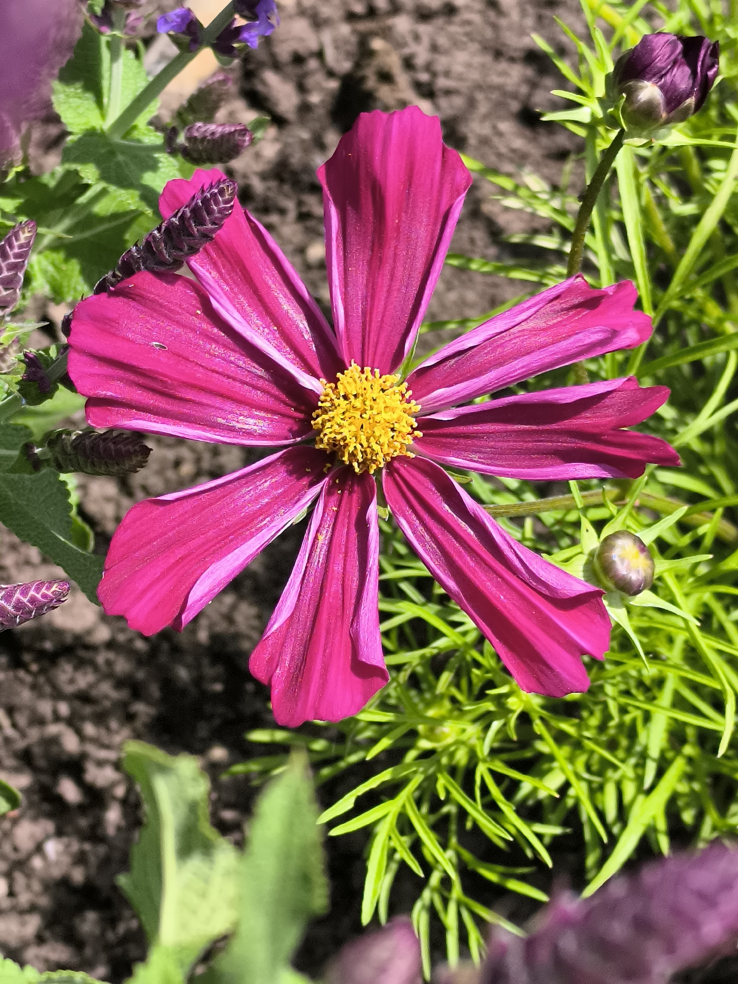 A close-up, top-down shot captures a vibrant magenta cosmos flower in full bloom, its delicate petals unfurling from a bright yellow center. The flower is positioned slightly off-center, with its petals extending outwards towards the edges of the frame. To the upper left, a cluster of small, purple flower buds are visible on thin stalks, accompanied by fuzzy green leaves. To the right and lower right of the main flower, two unopened buds of the same magenta hue are present, one distinctly larger than the other. The background consists of dark soil interspersed with green foliage, creating a natural garden setting. The image does not contain any people or actions. This scene is a natural occurrence within the city of Neringa, Lithuania.