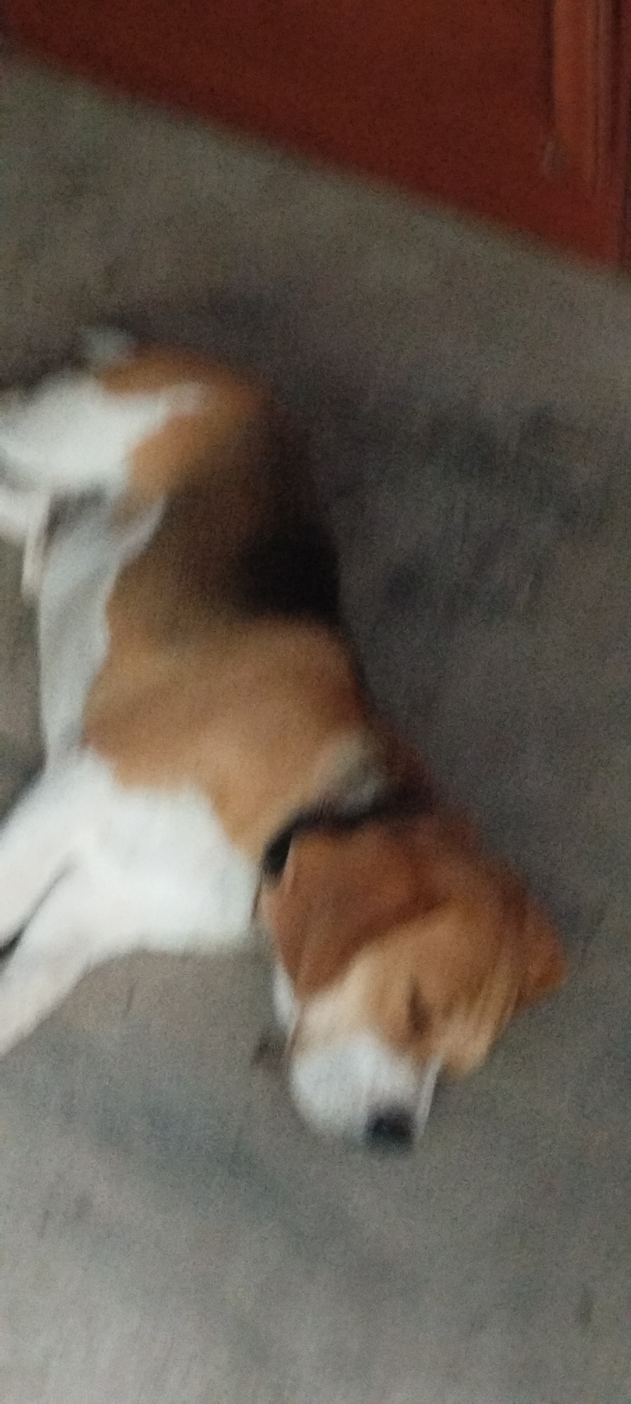 A tri-color beagle is lying on its side on a concrete floor. The dog has a white chest and legs, with brown and black markings on its back and head. Its eyes are closed, and its head is resting on its paws. The dog appears to be sleeping. The background is a blurry image of a reddish-brown wall or door. The scene is dimly lit, and the image quality is poor, with motion blur throughout. There is no indication of location in Yaroslavskaya, Russia.