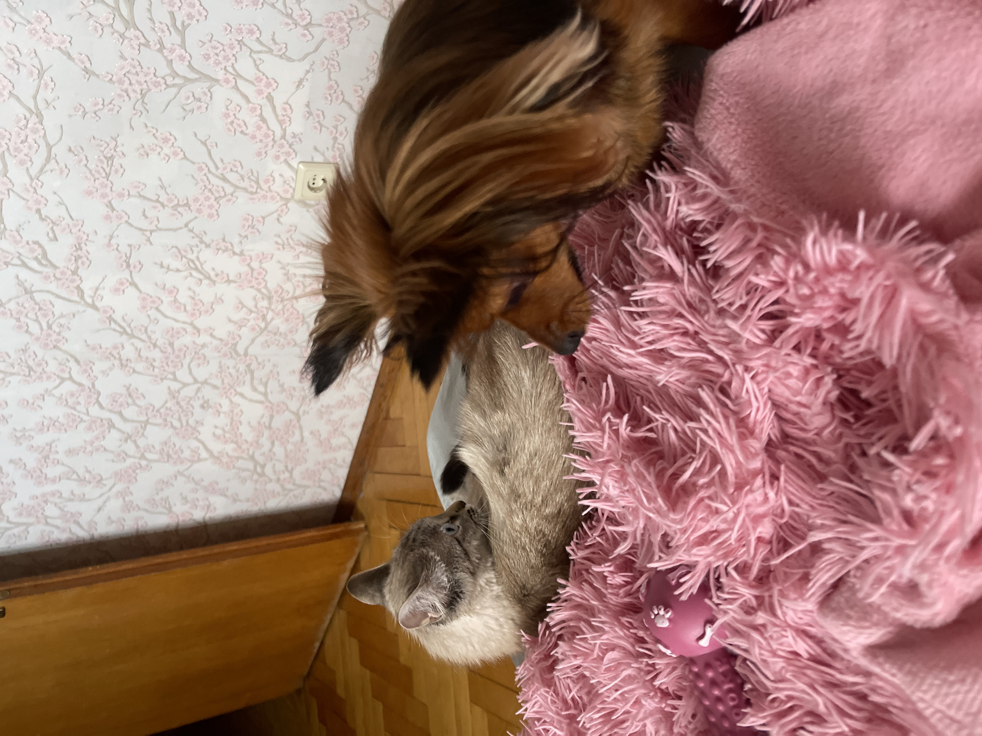 In this vertical, indoor shot, a long-haired brown dog with light brown fur and striking blue eyes is seen resting on a plush pink blanket. The dog is positioned in the upper half of the frame, its head turned downwards. Below the dog, a Siamese cat with light grey fur and blue eyes is also visible, nestled into the pink blanket. The cat's head is tilted upwards, and it appears to be looking towards the dog.
The background features a wall with a white floral wallpaper, and a light-colored electrical outlet is visible on the wall to the left of the dog. A wooden surface, possibly a drawer or cabinet, is present in the lower portion of the image. The scene appears to be a cozy indoor setting, likely a room in a home. The overall mood is peaceful, with the two animals resting together. There is no visible text in the image.