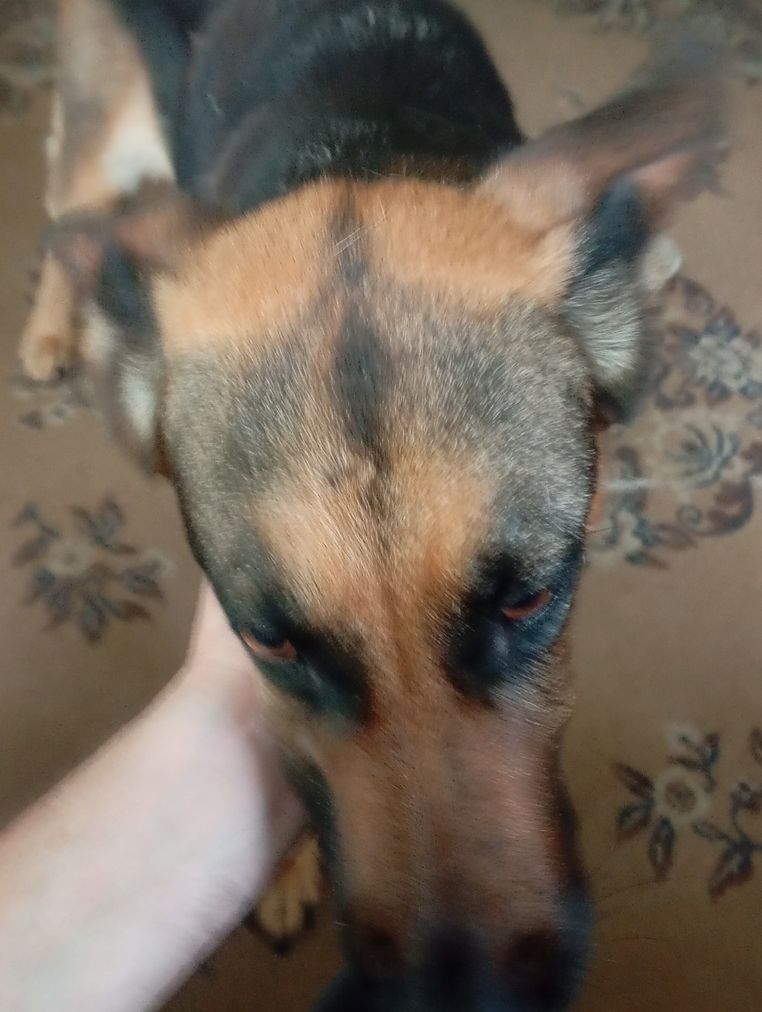 A close-up, top-down shot shows a German Shepherd dog's head with a human hand gently touching its snout. The dog has brown and black fur, with distinct markings on its face. Its eyes are partially closed. The background is a patterned rug. The scene appears to be indoors, likely in a residential setting in Brovary, Ukraine. The lighting is moderate, and the image quality is somewhat grainy.
