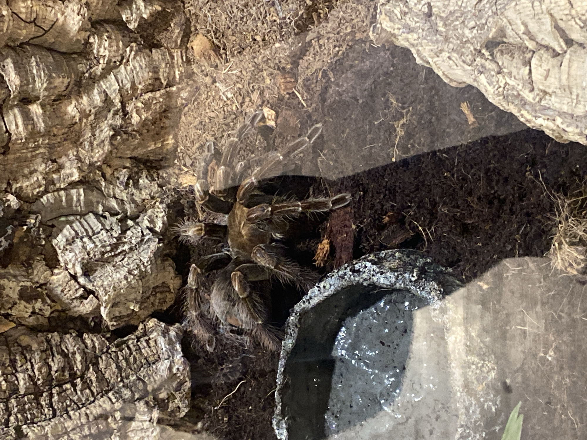 A tarantula is visible in a terrarium, partially obscured by glass. The tarantula is brown and furry, with its legs spread out. It is positioned amongst dark soil and pieces of bark. To the left of the tarantula, there is a water dish filled with water. The terrarium appears to be in an indoor setting, possibly a zoo or a private collection. There is no information available to pinpoint its specific location within the city of Yekaterinburg, Russia.
