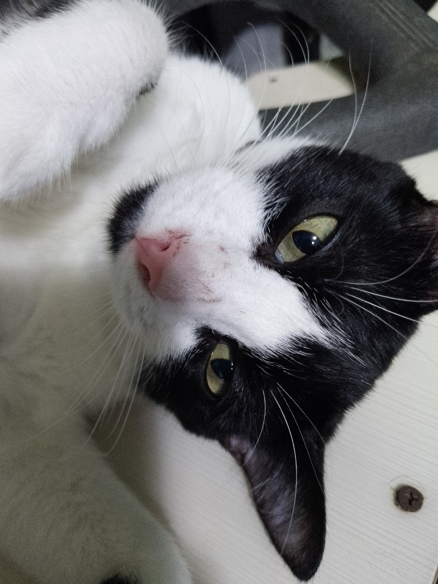 A close-up shot features a black and white cat lying on its back. The cat's head is tilted towards the viewer, showcasing its pink nose and yellow-green eyes. The cat's fur is short and smooth. The background appears to be a light-colored surface with a screw head visible.
