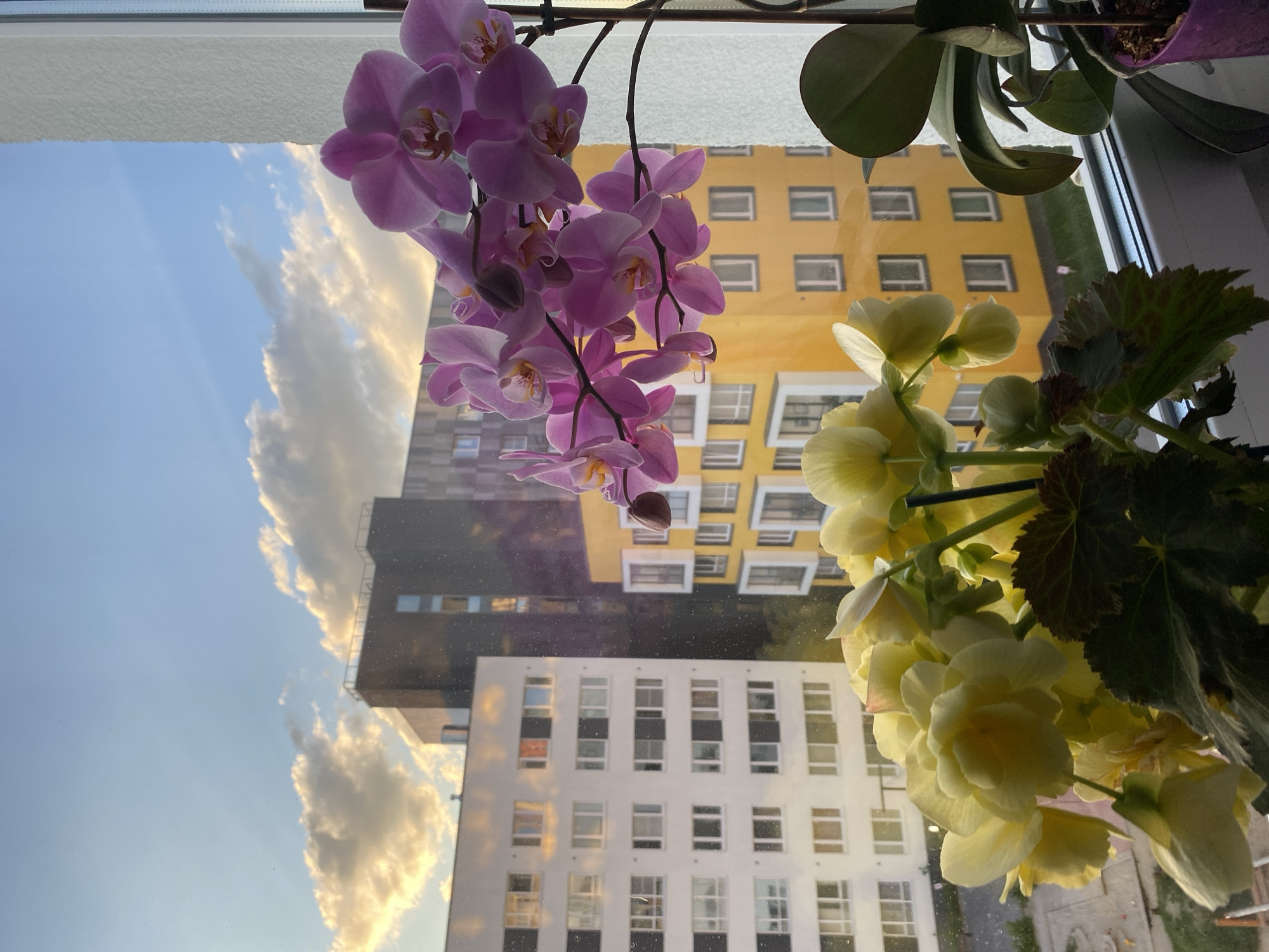 The image depicts an indoor scene framed by a window, with houseplants in the foreground and a cityscape visible through the glass. The primary subjects are two flowering plants: a cluster of delicate pink orchids hanging from above and a bunch of pale yellow flowers, possibly begonias, positioned to the right. The plants are in focus, with their leaves and petals rendered in detail.
Reflected in the window, or viewed through it, are modern apartment buildings. One building is distinctly yellow with rows of evenly spaced rectangular windows, some of which appear to have dark frames. Below this, a white building with multiple stories and a grid of windows is visible. The sky above is a clear blue, with fluffy white and golden clouds that suggest it is either sunrise or sunset. The lighting indicates it is late afternoon or early evening.
The overall impression is one of domestic tranquility, with the vibrant colors of the flowers contrasting with the more muted tones of the buildings and the expansive sky. The image does not contain any visible text. The location is identified as Yekaterinburg, Russia, which provides context for the architectural style of the buildings and the type of flora that might thrive there.