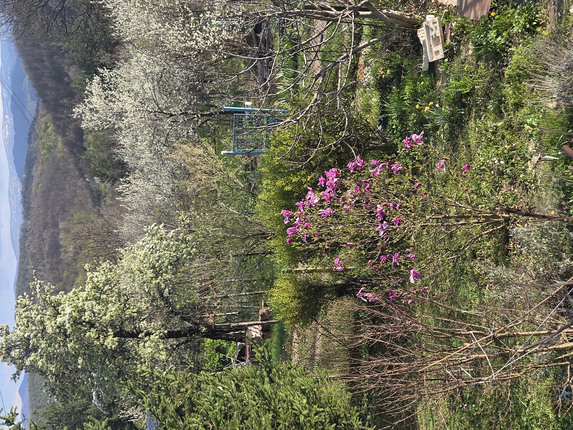 The image depicts a garden in Balabansko, Bulgaria. The foreground features various plants and trees, including a magnolia with pink blossoms and trees with white flowers. A turquoise metal structure, potentially a garden arch, is visible among the foliage. The background shows a forested hillside. The scene is outdoors, during daylight.