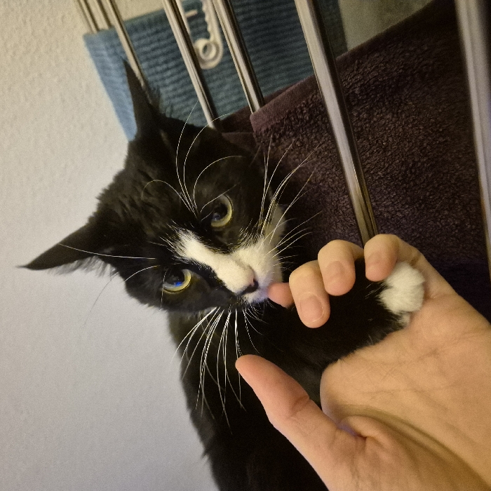 A tuxedo cat with alert, forward-pointing ears and striking white whiskers playfully gnaws on a person's finger. The cat has a white patch on its face and yellow eyes. The hand holding the cat's paw is pale and has a visible thumb. Behind the cat, there are metal bars and a folded brown towel, with a blue item slightly blurred in the background. The scene is lit with a warm, diffused light.