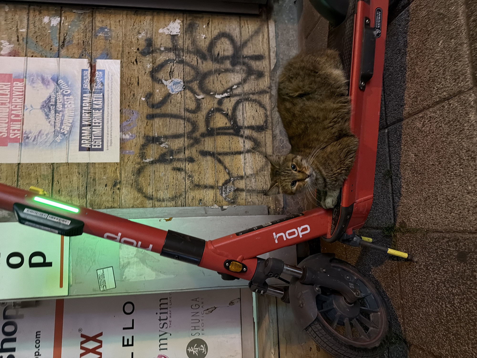 A tabby cat rests on the deck of a red and black electric scooter. The scooter is parked on a cobblestone sidewalk in front of a wooden wall covered in graffiti. The wall has posters attached to it, one of which is partially obscured by graffiti and advertises "ARAMA KURTARMA EĞİTİMLERİNE KATIL" (Participate in Search and Rescue Training). The scooter has "hop" written in white on its red stem. The scene appears to be in Kadıköy, Turkey, as suggested by the location context provided. The lighting is dim, suggesting it is evening or night.