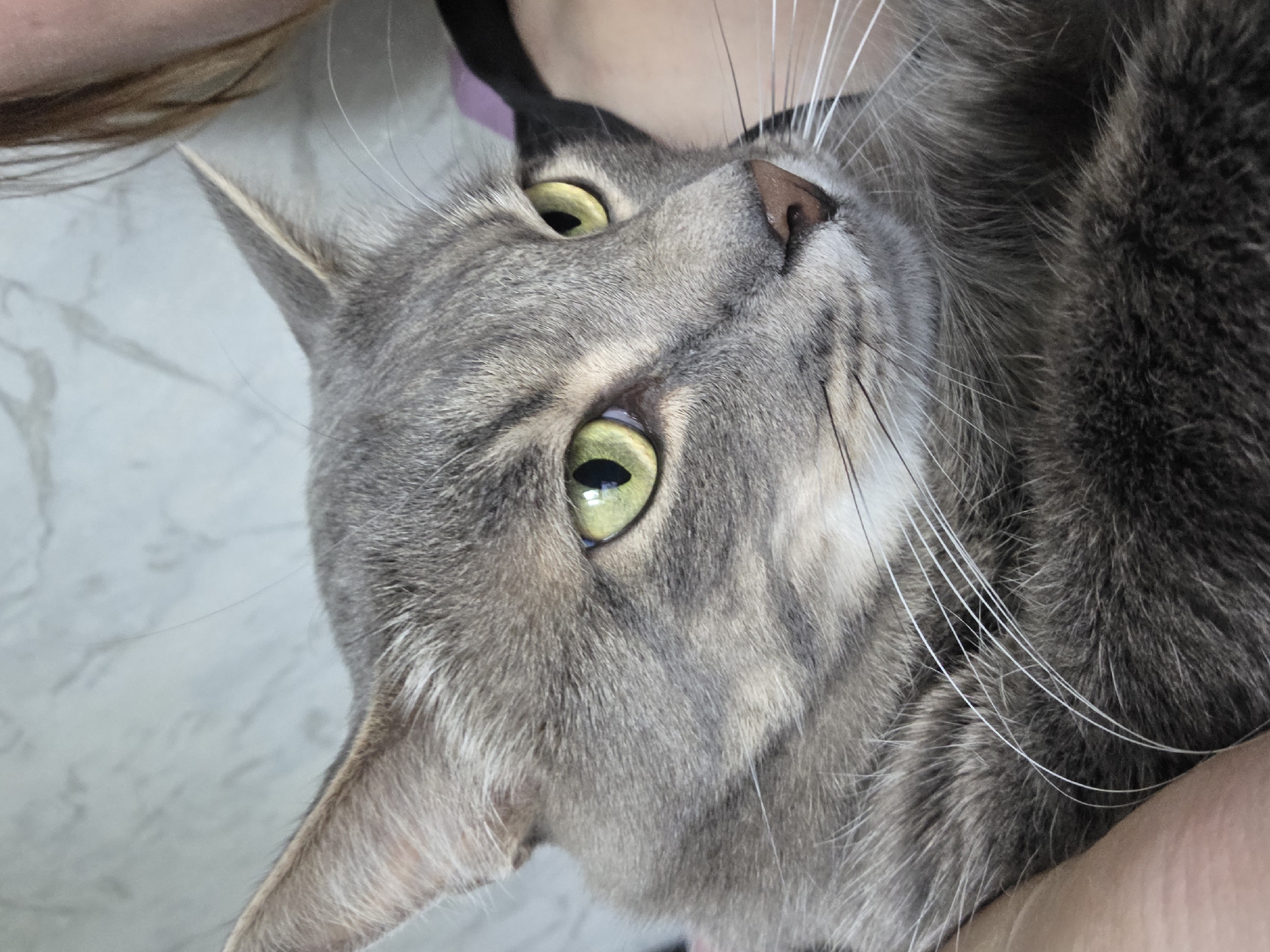 A gray tabby cat with yellow-green eyes is looking upwards. Its head is tilted towards the right side of the frame. The cat is being held by a person, whose hair and part of their arm are visible in the background. The background appears to be a light-colored surface with a marble-like pattern. The location and city are unknown.