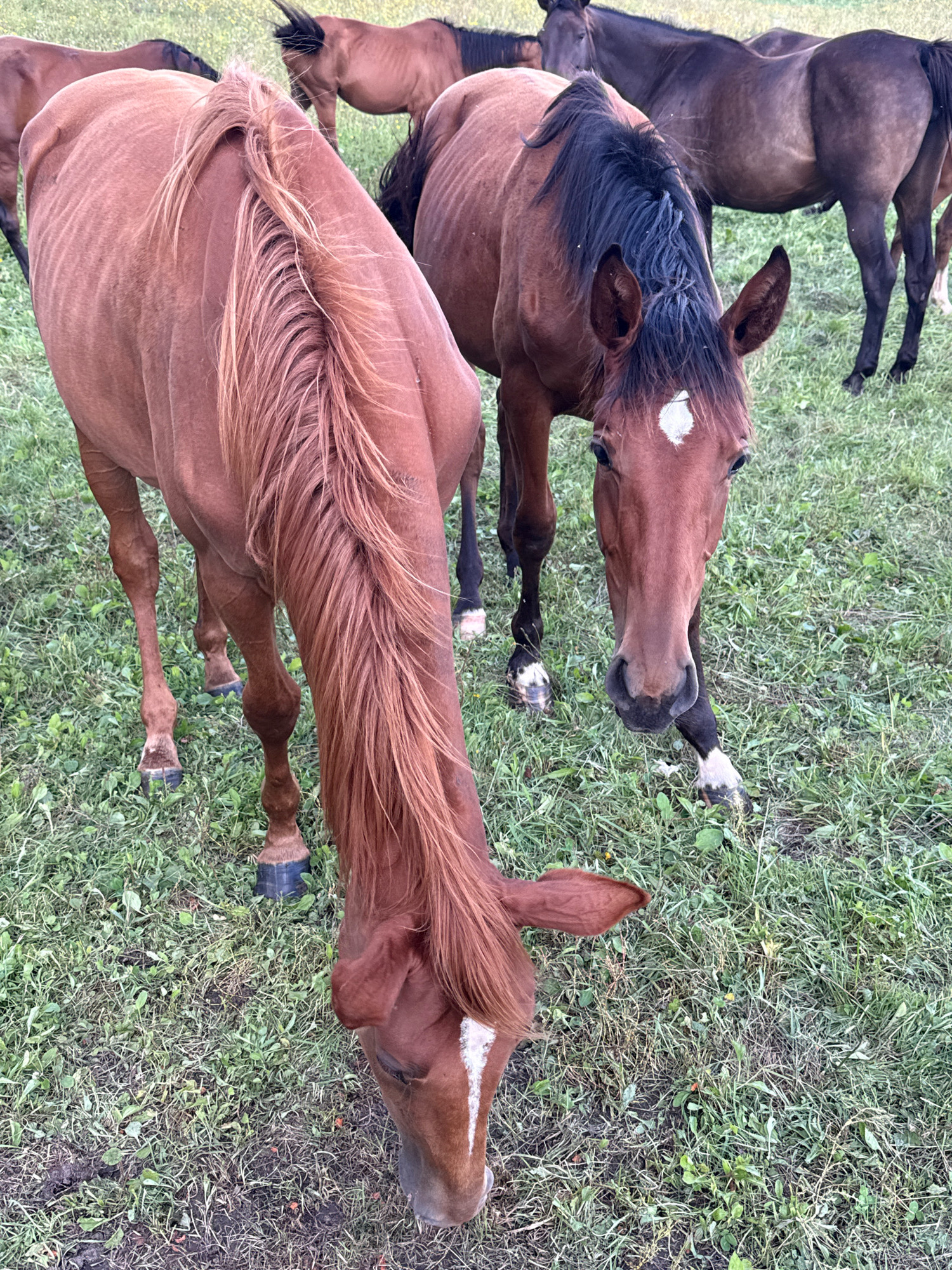 This is a close-up, high-angle, eye-level shot of several horses in a grassy field. The horses are predominantly brown and dark brown, with one horse in the foreground exhibiting a lighter chestnut coat. The horse in the immediate foreground has its head down, grazing, with its mane visible. Behind it, another horse is also grazing, with its head facing the camera, revealing a white marking on its forehead. Further back, the outlines of other horses are visible, some with dark coats and others in shades of brown. The ground is covered in green grass, with some patches of bare earth. The lighting suggests an outdoor, daytime scene. The location is stated to be the city of Galinė, Lithuania.