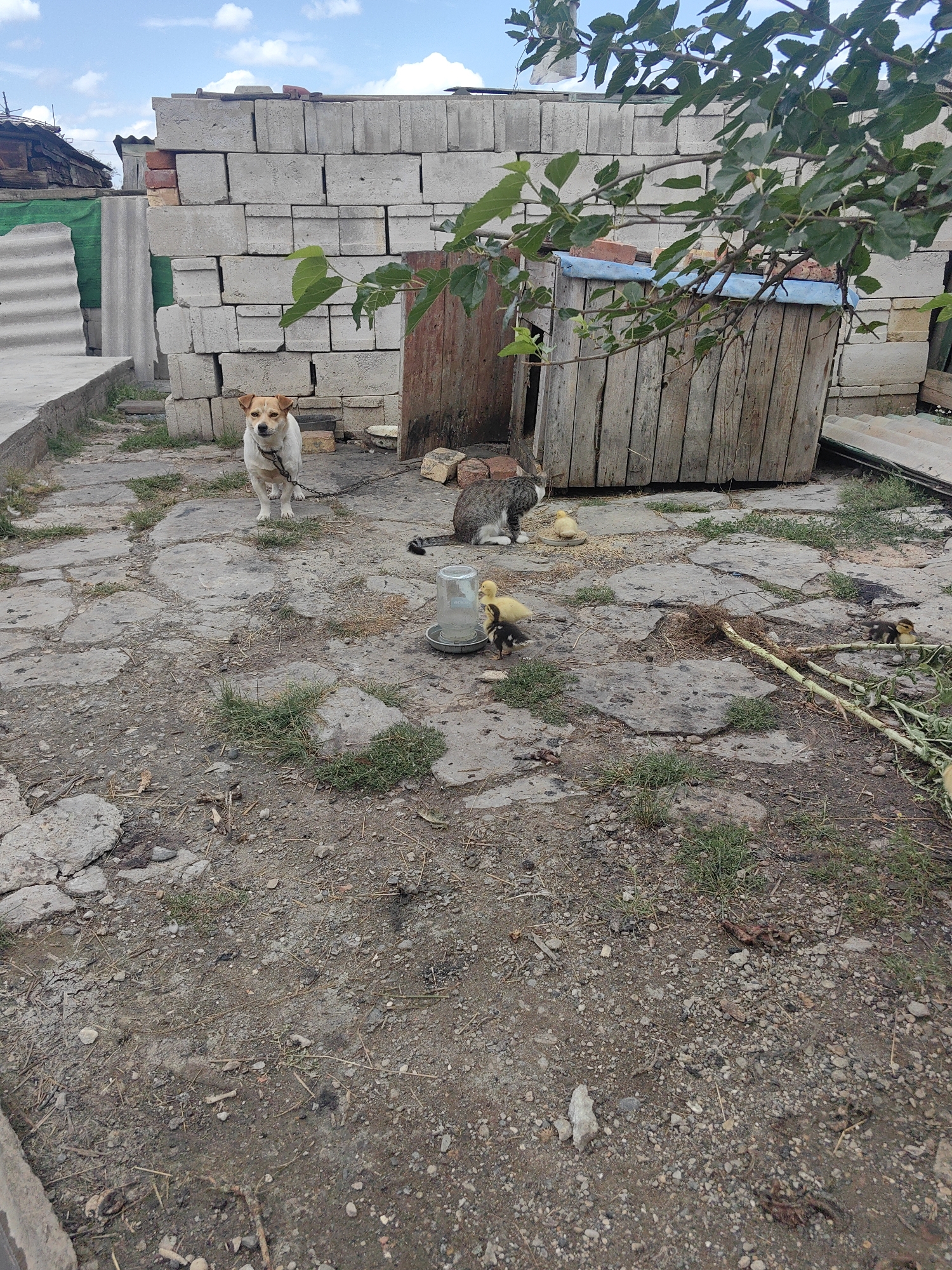 In Soluno-Dmitrievskoe, Russia, a mixed-breed dog with white and brown markings is chained to a metal post in a yard. Nearby, a grey and white cat is observing a group of four ducklings near a shallow water dish. The environment appears to be a rural setting, with a stack of concrete blocks and a wooden structure in the background. The ground is a mix of dirt, gravel, and broken concrete, with patches of grass. The sky above is partly cloudy.