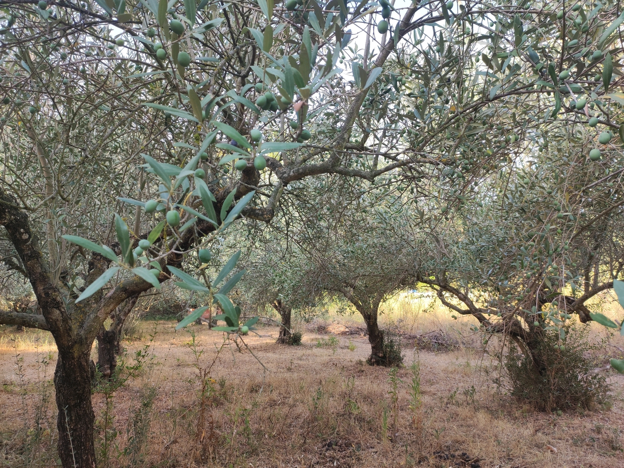 The image depicts an olive grove with multiple olive trees in varying stages of growth. The ground is covered in dry, brown grass and scattered weeds. The olive trees have thick, gnarled trunks and branches laden with green olives and grey-green leaves. The scene is bathed in natural light, suggesting an outdoor setting in a rural or semi-rural area. The presence of olive trees strongly suggests a Mediterranean climate. Given the location of Suera/Sueras, Spain, it is highly probable that this is an olive farm or grove within or surrounding the municipality. The image is a still, naturalistic representation of the agricultural landscape.