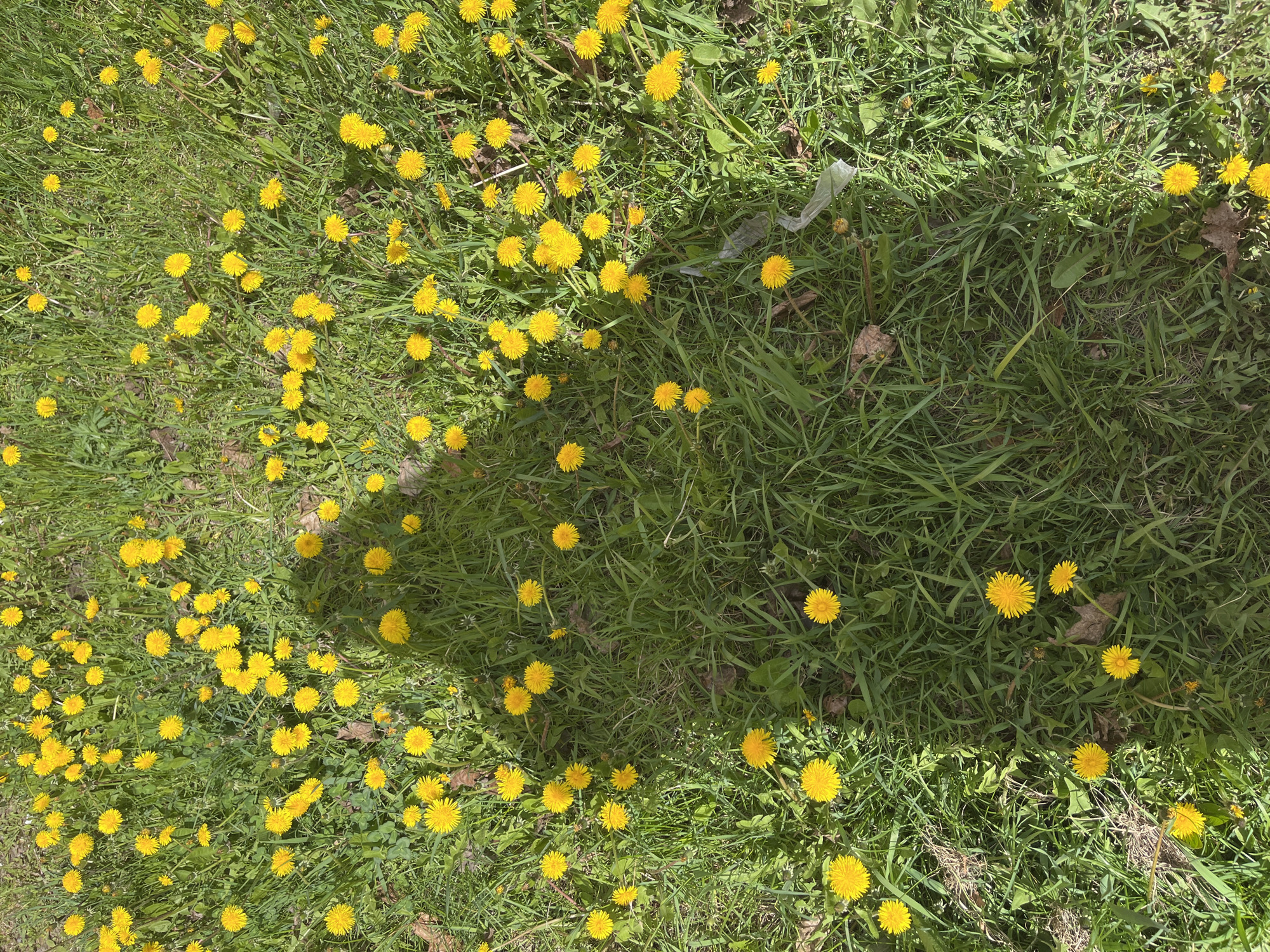 The image shows a patch of grass with many yellow dandelions growing in it. A shadow is cast across part of the scene. A piece of trash is also visible. The location is not provided in the image.