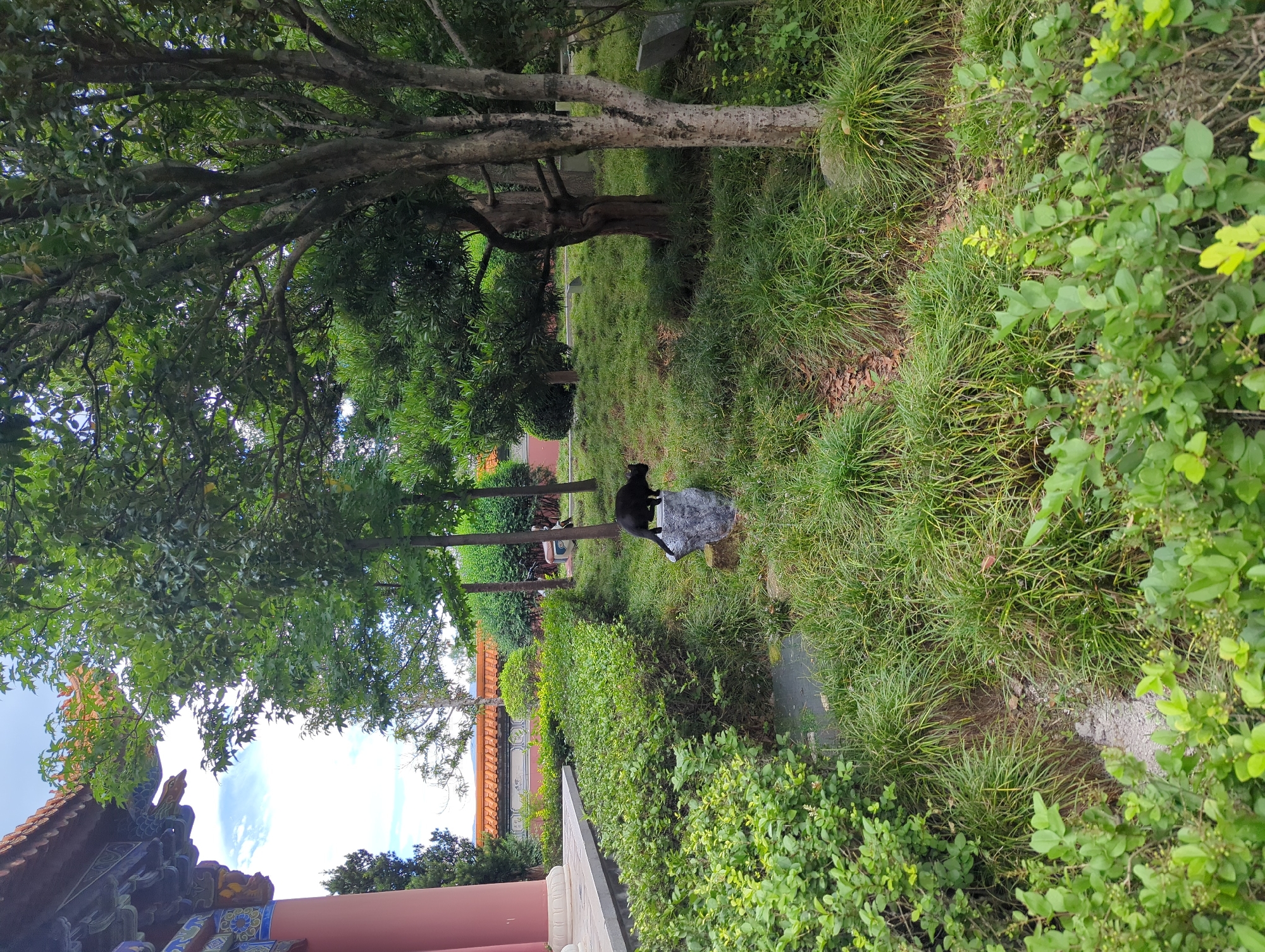 A black cat is standing on a large gray rock in a garden area. The cat is facing right, with its tail extended upwards. The garden is lush with green grass and various trees. In the background, there is a traditional Chinese building with an orange tiled roof and ornate decorations on its eaves. The building has a large pink pillar on the left side of the image. The sky is visible and appears cloudy. The scene is outdoors and seems to be in a serene, possibly temple or park setting, consistent with the architectural style found in Dali City, China.