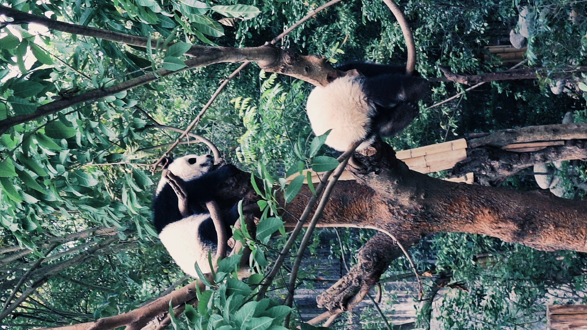 The image shows two giant pandas in a tree in Chenghua District, China. One panda is sitting on a branch looking at the other panda, which is resting on a higher branch. The tree is surrounded by lush green foliage. There are wooden platforms in the tree, suggesting a man-made structure.