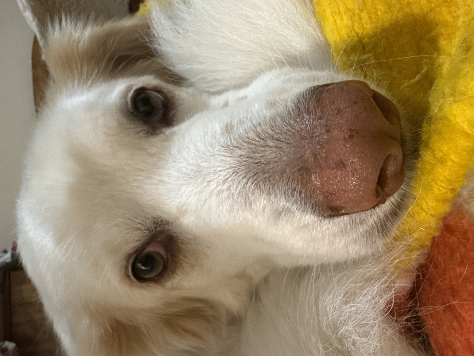 A close-up image captures a dog with predominantly white fur, interspersed with tan patches around its ears. The dog's nose is pink and mottled. Its eyes are dark and appear reflective. The dog is lying down on a yellow and orange soft fabric surface. There is no evidence to indicate that this image was taken in Varna, Bulgaria.
