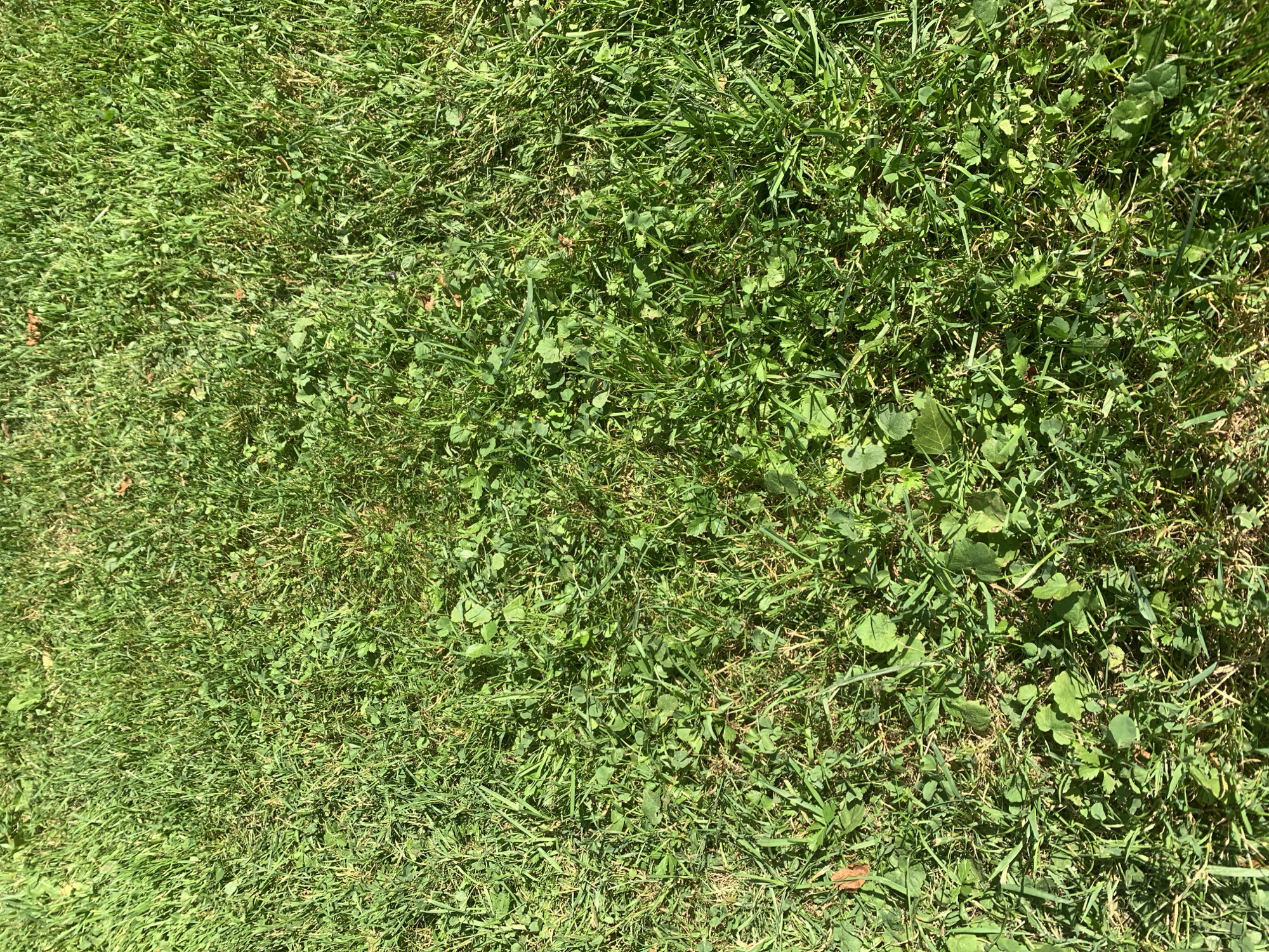 The image is a close-up, overhead view of a patch of grass in a city. The grass is a mix of green and yellowed blades, with some clover and other low-lying weeds interspersed. There are a few dried leaves scattered on the ground. The lighting suggests it is daytime, with shadows indicating the sun is shining from the left. The scene is an outdoor, natural environment, likely a lawn or park area within a city. There are no people or identifiable man-made objects visible. The specific location in the city of Lviv, Ukraine cannot be determined from the visual information provided.