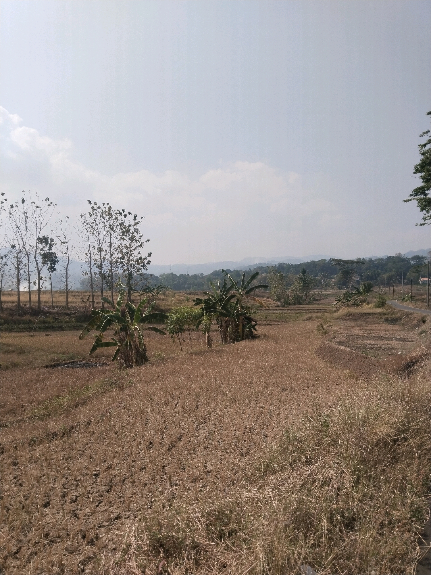 The image depicts a dry, harvested rice field under a hazy, pale sky. Several bare, slender trees stand in the middle ground, with some banana trees exhibiting green foliage among them. In the background, rolling hills covered in dense vegetation are visible, with a road and a few scattered buildings on the right side. The overall impression is one of a rural landscape during a dry season. The location is stated to be Cenggini, Indonesia, suggesting a tropical or subtropical climate. There are no people or animals visible in the frame. The scene is static and conveys a sense of natural emptiness after agricultural activity.