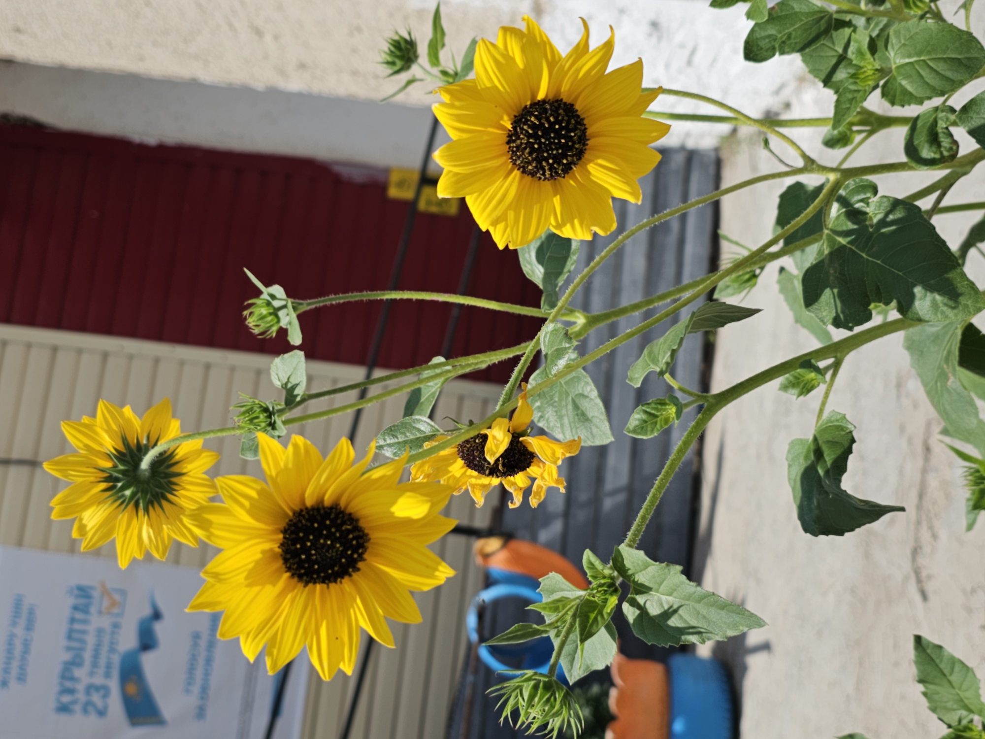 In the city of Ertis, Kazakhstan, an outdoor scene features a cluster of bright yellow sunflowers in full bloom, their dark centers contrasting with their vibrant petals. The sunflowers are arranged at varying heights on thick, green stems, with several buds also visible, suggesting ongoing growth. The background reveals elements of an urban environment: a building with a red door and light-colored, textured walls, likely part of an educational institution or community center, as indicated by a partially visible banner with text and a Kazakh flag emblem. Adjacent to the sunflowers, colorful plastic containers, one orange and one blue, are visible, possibly serving as planters or outdoor play equipment. The ground appears to be a paved surface, likely concrete or asphalt, with some shadows cast by the sunflowers and surrounding structures. The overall atmosphere is bright and sunny, suggesting a warm day.