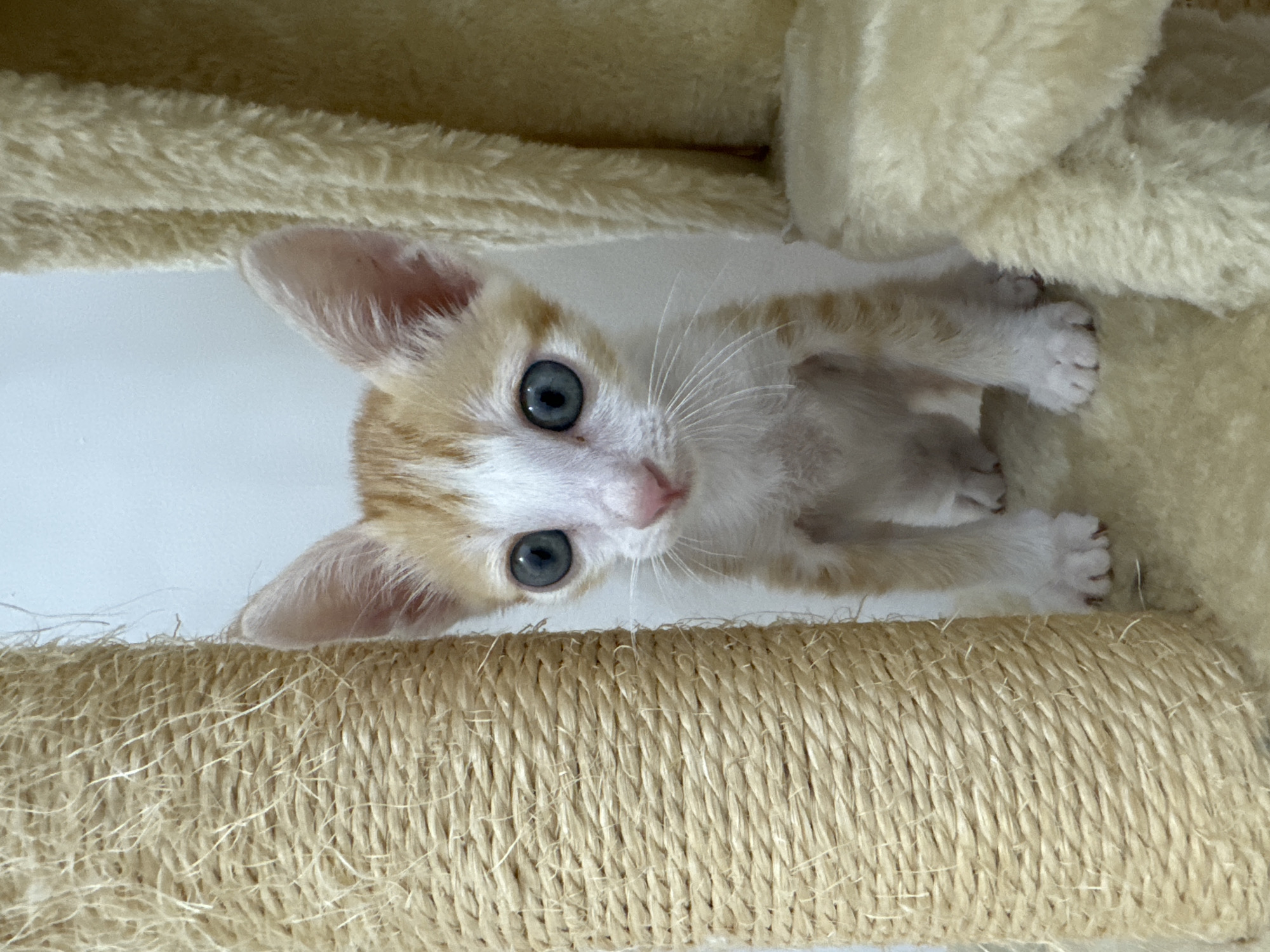 An orange and white kitten with blue eyes is lying on a cat tree. The cat tree is covered in beige plush and rope. The background is a white wall. The image does not show any information to confirm the location of Mũi Né, Vietnam.