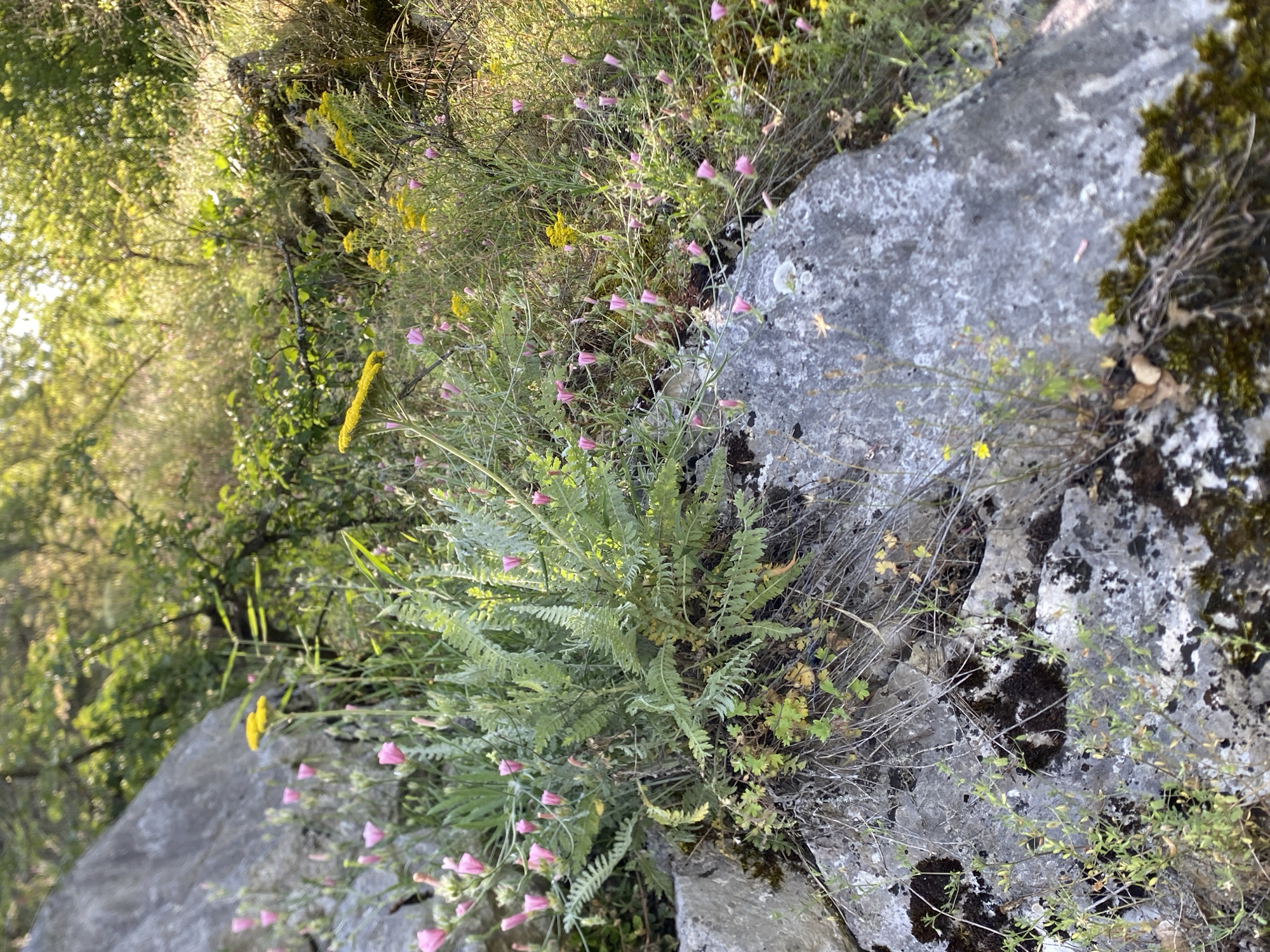 The image depicts a rocky outcrop with vegetation in what appears to be an outdoor setting, possibly in the municipality of Niška Banja, Serbia. The foreground is dominated by a large, grey rock with patches of moss and lichen. Growing from the crevices and on top of the rocks are various plants, including delicate pink flowers with thin stems and buds, as well as some yellow flowers. A prominent plant with feathery, green leaves is situated on the left side of the frame, emerging from between the rocks. In the background, more greenery and trees are visible, bathed in sunlight, suggesting a natural or semi-natural environment. There are no people or animals present in the image. The overall scene is one of natural flora thriving in a rocky, somewhat arid landscape.