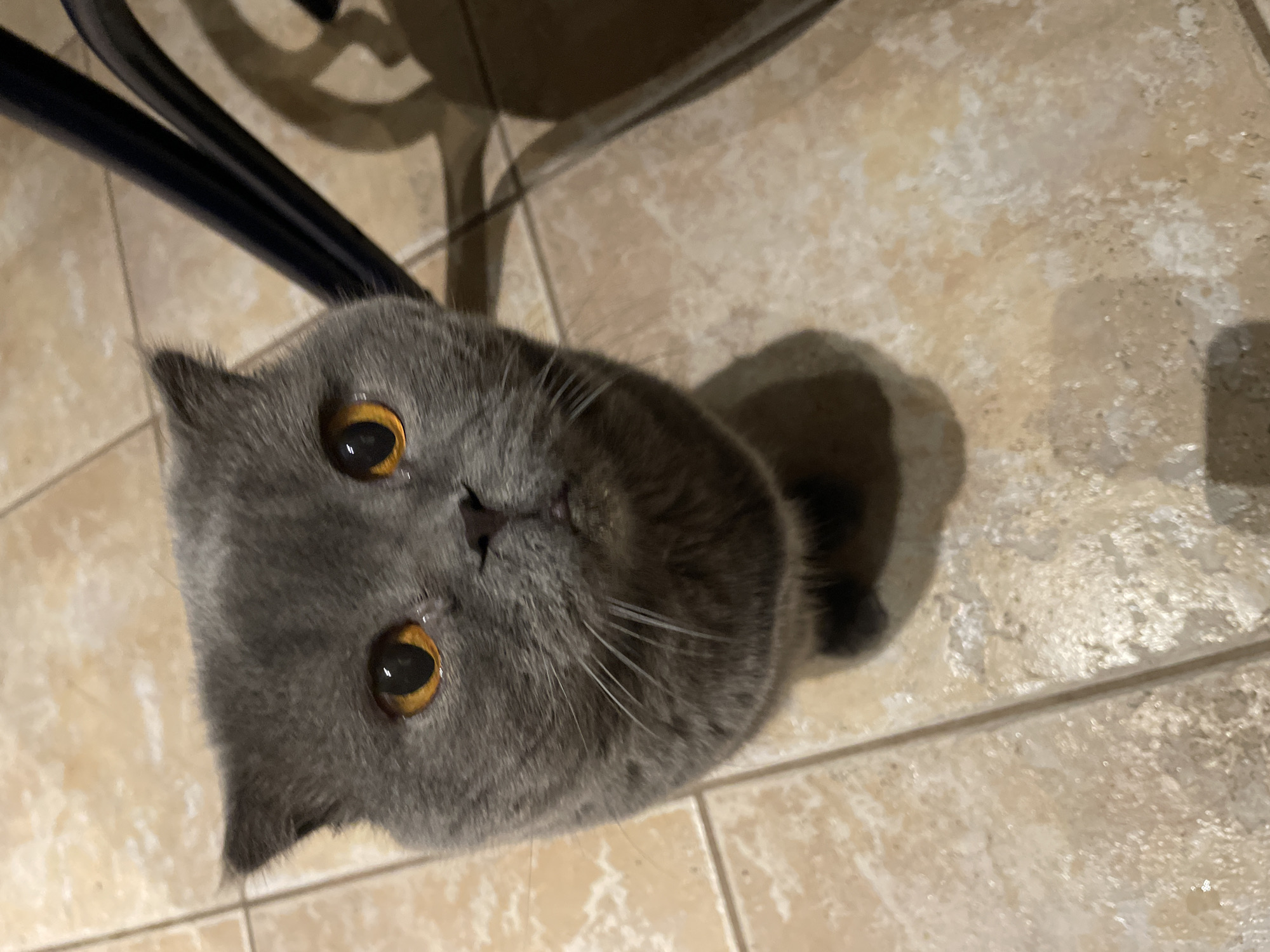 An overhead shot shows a grey cat looking directly up at the viewer. The cat has short, dense grey fur and striking, large, round amber or orange eyes with dilated black pupils. Its face is centered in the lower-middle portion of the frame, with whiskers fanned out to the sides. The cat's head is tilted slightly.
The cat is positioned on a tiled floor that appears to be light beige or tan with irregular lighter and darker patterns, and dark grout lines. In the upper left background, parts of a dark, curved object, possibly the leg or frame of a chair or table, are visible. This object casts distinct shadows on the tiled floor. The lighting suggests an indoor setting, possibly under artificial light, as there are some reflections on the floor tiles. There is no visible text in the image. The cat's expression appears attentive and possibly curious, engaging directly with the camera.