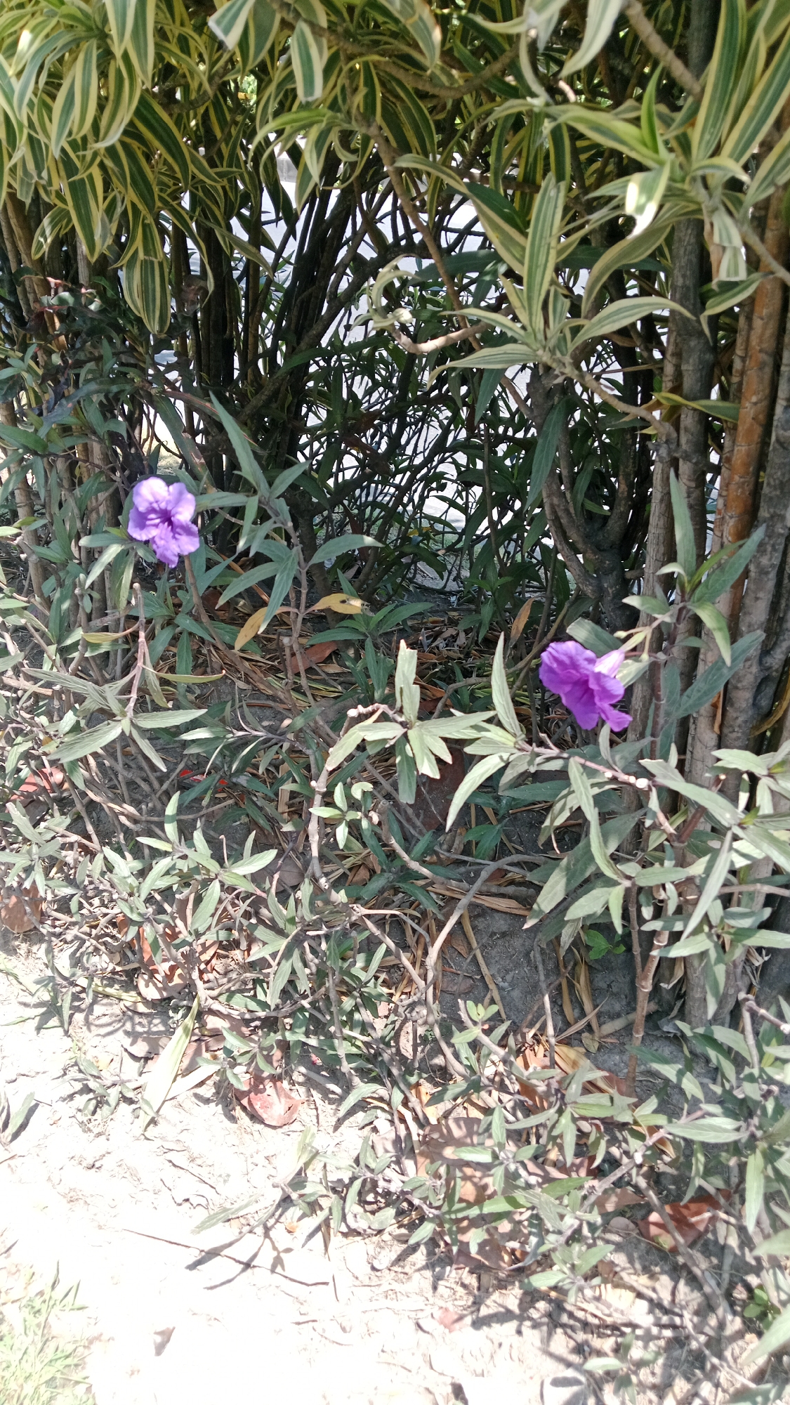 In Kuta, Indonesia, a ground-level outdoor scene displays a dense shrubbery with two delicate purple flowers. The foreground is dominated by dry, sandy earth scattered with fallen leaves and twigs. The plants feature slender, branching stems with narrow, pointed leaves, some of which are variegated with pale green or yellow streaks. One purple flower, situated on the left side of the image, is fully open and facing slightly upwards. Another purple flower, on the right, is also open but angled more towards the right. Behind the flowering plants, a thicker, woody shrub with larger, striped leaves forms a dense backdrop. The lighting suggests it is a bright, sunny day, casting distinct shadows from the vegetation onto the ground. The environment appears to be a garden or a naturalistic planting area within the city. There are no people or animals visible.