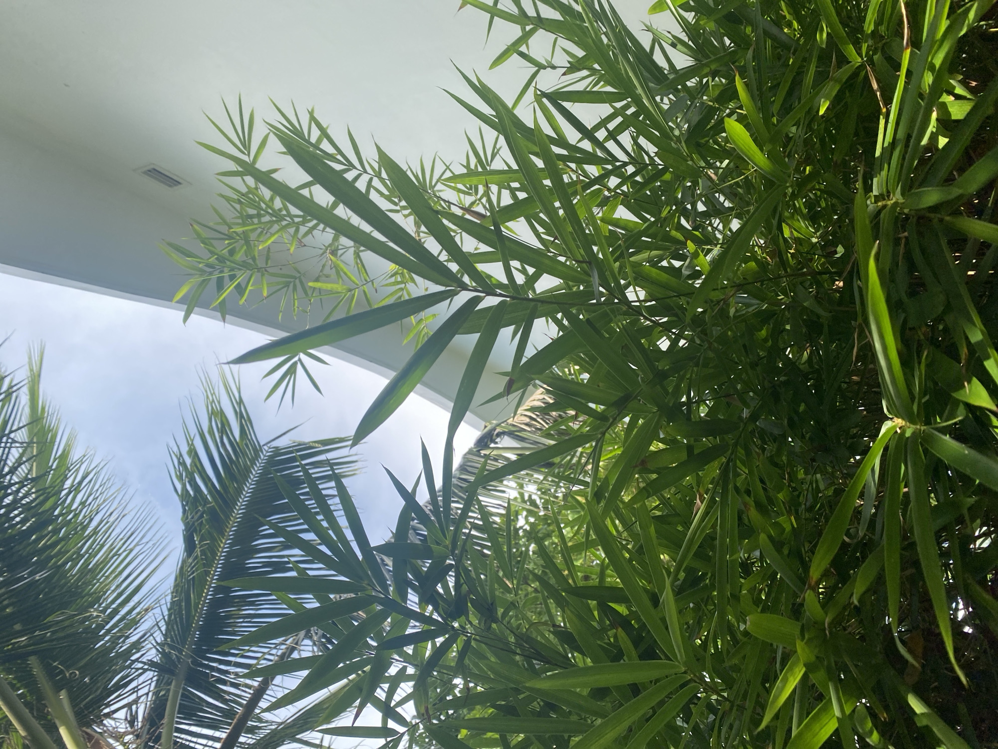 The image, taken from a low angle, shows dense green foliage with a glimpse of a white building and sky above. The foliage appears to be a combination of bamboo and palm fronds. The location is potentially in Bac Cam Ranh Ward, Vietnam, based on user-provided information.