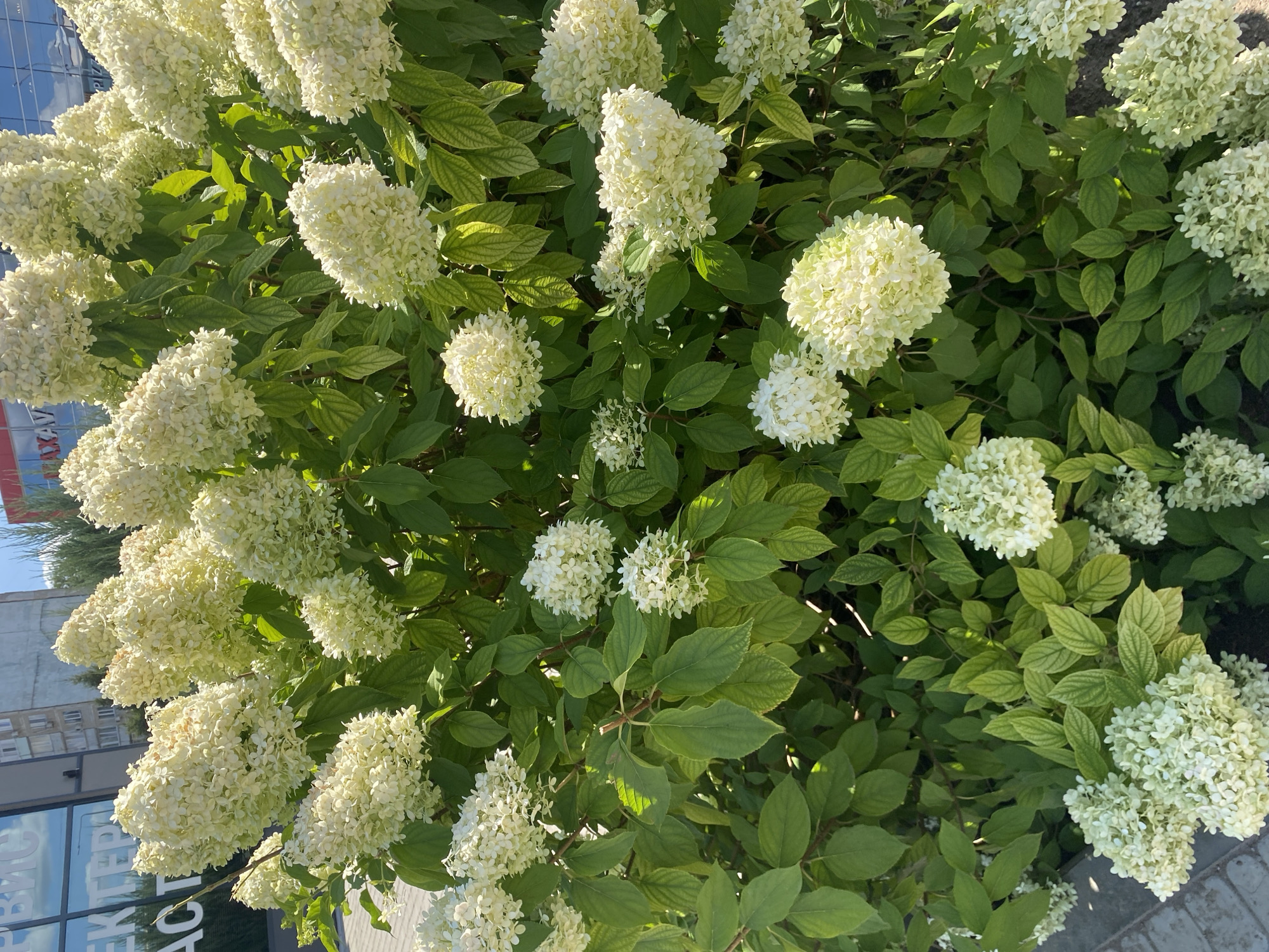 The image shows a close-up view of a large bush with numerous clusters of creamy white hydrangeas. The flowers are in full bloom, with many individual florets making up each larger cluster. The leaves of the bush are a vibrant green, with some appearing slightly yellowed or sun-bleached. The lighting suggests it is daytime, with sunlight casting shadows and highlighting the textures of the flowers and foliage. In the background, a building with reflective windows and signage is visible, indicating an urban setting. The lower left corner of the image shows a glimpse of a paved walkway with square cobblestones. There are no people or animals in the image.