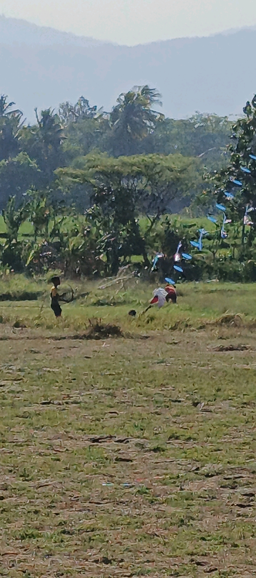 In a field in Moyudan, Indonesia, a young boy stands on the left, holding a circular object. To his right, two individuals are engaged in an activity in the grass, with one appearing to be bending down. A line of bright blue objects, possibly kites or decorations, arcs across the trees in the background. The environment is predominantly green with dry patches of earth, indicative of a rural or agricultural setting, under a hazy sky with distant mountains.