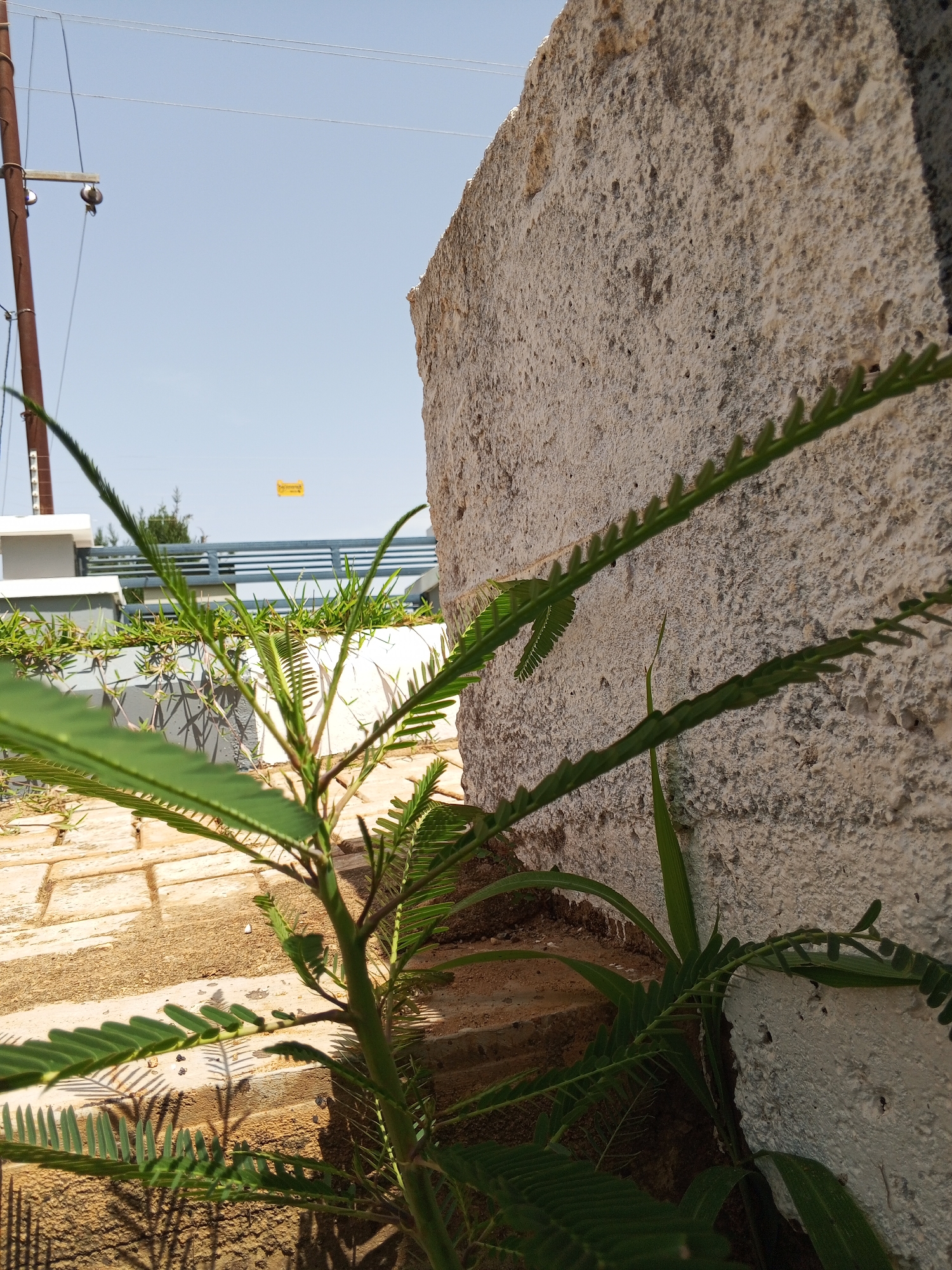 An outdoor, eye-level, close-up shot shows a leafy green plant growing next to a textured, light-colored concrete wall. The plant's delicate, feathery leaves are in sharp focus in the foreground, with some leaves extending towards the wall and others stretching out into the frame. Sunlight casts dappled shadows from the plant onto the tan-colored, paved ground beneath it. In the background, a clear, light blue sky is visible above a low, white barrier topped with a metal fence. A utility pole with wires stands to the left. A small, yellow sign is visible in the far distance, slightly left of center. The scene appears to be an exterior area in Bukuru, Nigeria, possibly a garden or a courtyard. There are no people or animals visible in the image.