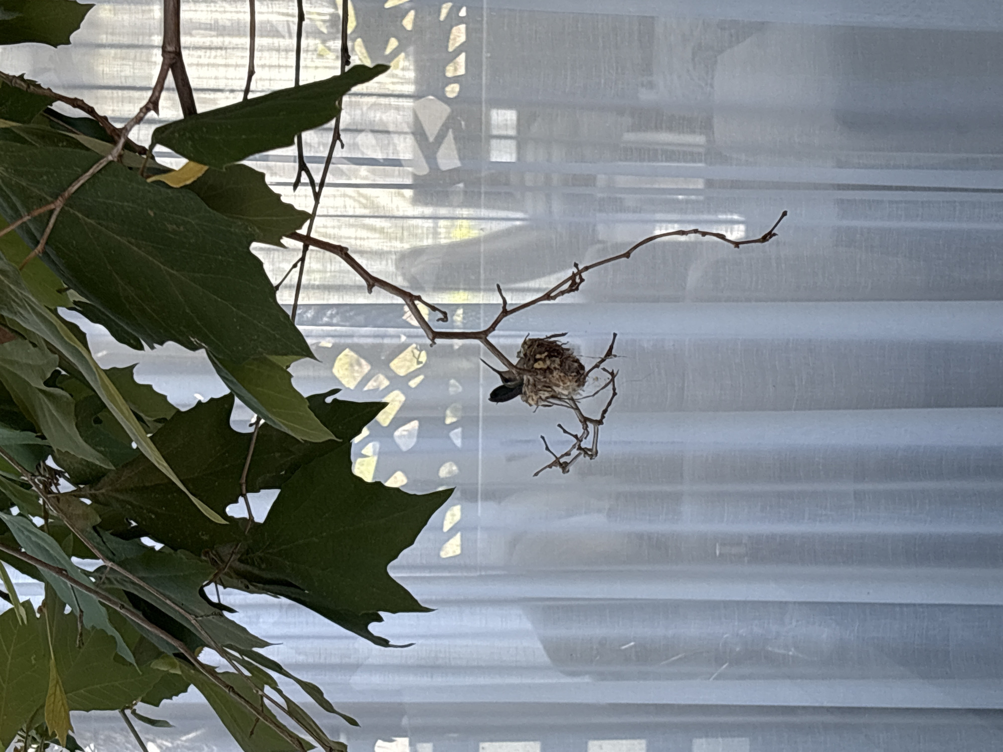 This close-up shot captures a small bird's nest, with a bird nestled inside, suspended from thin branches amidst lush green foliage. The nest, compactly woven from natural fibers and twigs, is positioned centrally in the frame and appears to be home to a small bird, possibly a hummingbird, with its head and tail feathers visible above the rim. The bird's plumage is predominantly brown and grey.
Large, dark green leaves with distinct edges occupy the left and central foreground, framing the nest and providing a natural, verdant setting. Numerous thin, bare twigs and branches crisscross the image, originating from the larger leafy branches and supporting the delicate nest.
The background consists of a translucent, sheer white curtain or blind, which diffuses the light and creates a soft, hazy backdrop. Through the curtain, faint horizontal lines and abstract, geometric patterns of light and shadow are visible, suggesting a window or structure behind it. The lighting indicates it is daytime. The scene portrays a moment of natural tranquility, likely in a garden or outdoor space adjacent to a building in San Bernardino Tlaxcalancingo, Mexico. No text is visible in the image.