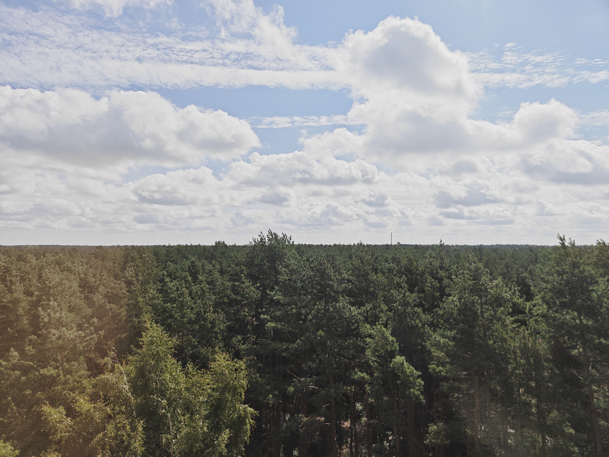 An aerial view captures a vast expanse of dense coniferous forest under a partially cloudy sky. The trees, predominantly green pines, stretch to the horizon, with a slight variation in shade and density across the landscape. In the foreground, closer trees with broader leaves, possibly birch, are visible. The sky above is a mix of blue sky and fluffy white clouds, suggesting fair weather. The image is static and depicts a natural, unpopulated environment. No specific landmarks or indications of Riga, Latvia, are present in the image itself.