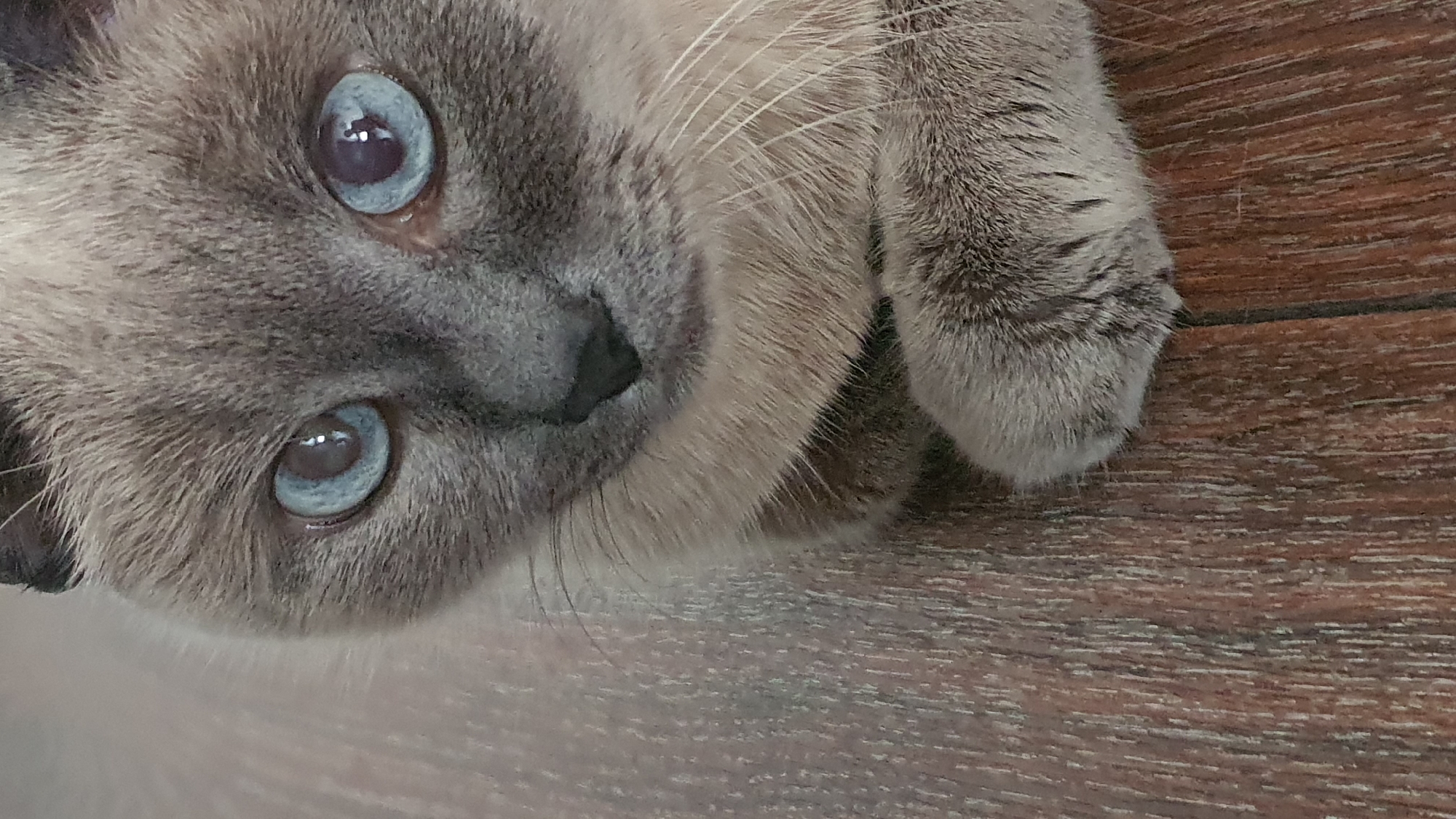 The image is a close-up, overhead shot of a Siamese cat's face and paws resting on a wooden floor. The cat has striking blue eyes and light grey fur with darker points on its ears. Its paws are tucked beneath its chin. The wooden floor has a visible grain pattern. There is no indication of Krasnoyarsk, Russia, or any urban environment.