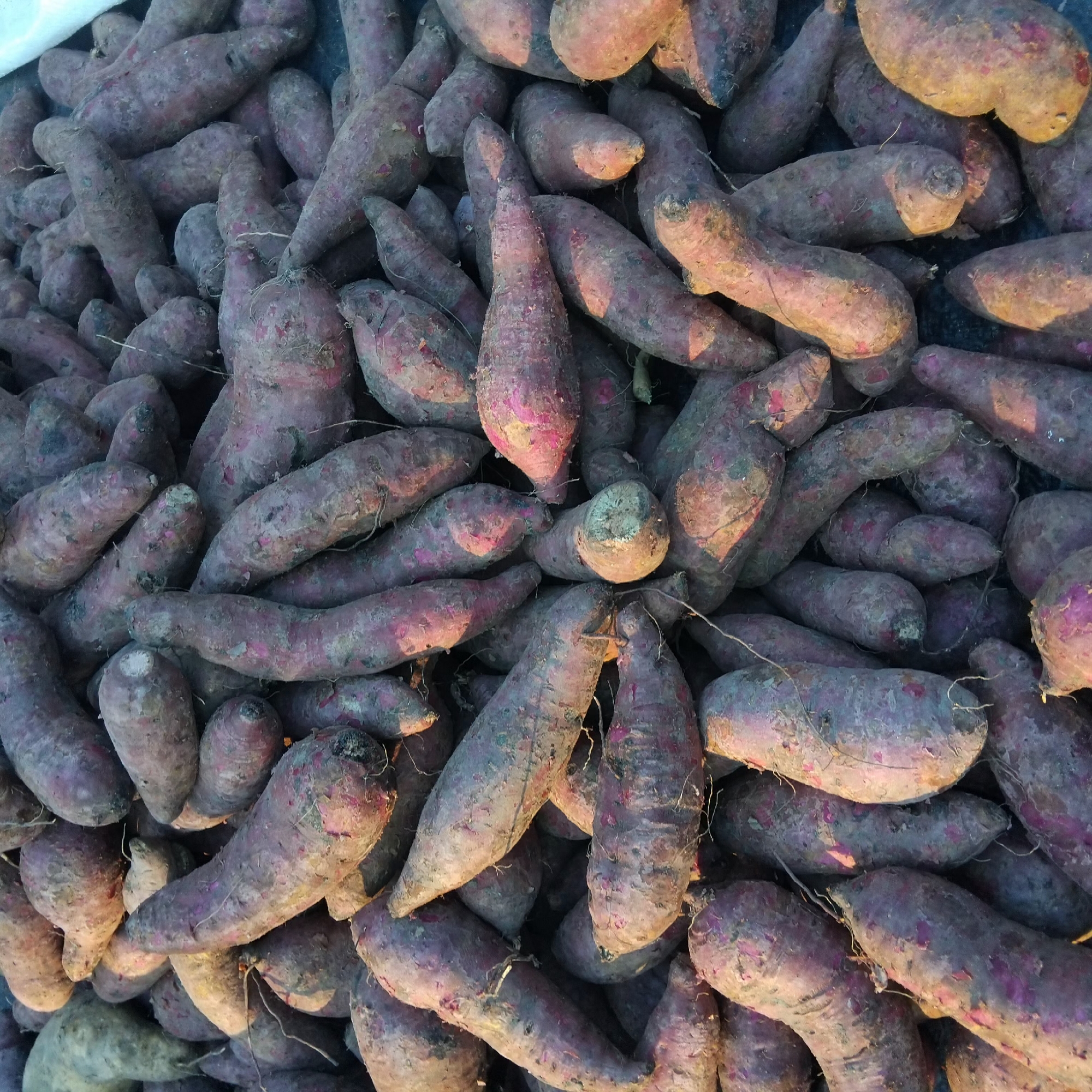 A large pile of sweet potatoes is displayed outdoors, possibly at a market or roadside stall. The sweet potatoes have a predominantly purple skin with some lighter brown and pinkish hues, and many are covered in soil. They are irregular in shape, with some appearing elongated and tapered, while others are more bulbous. The lighting suggests it is daytime, with shadows indicating sunlight. The scene is densely packed with the sweet potatoes, creating a textured and visually rich composition. The specific location in Banjarbaru, Indonesia, cannot be determined from the image alone.