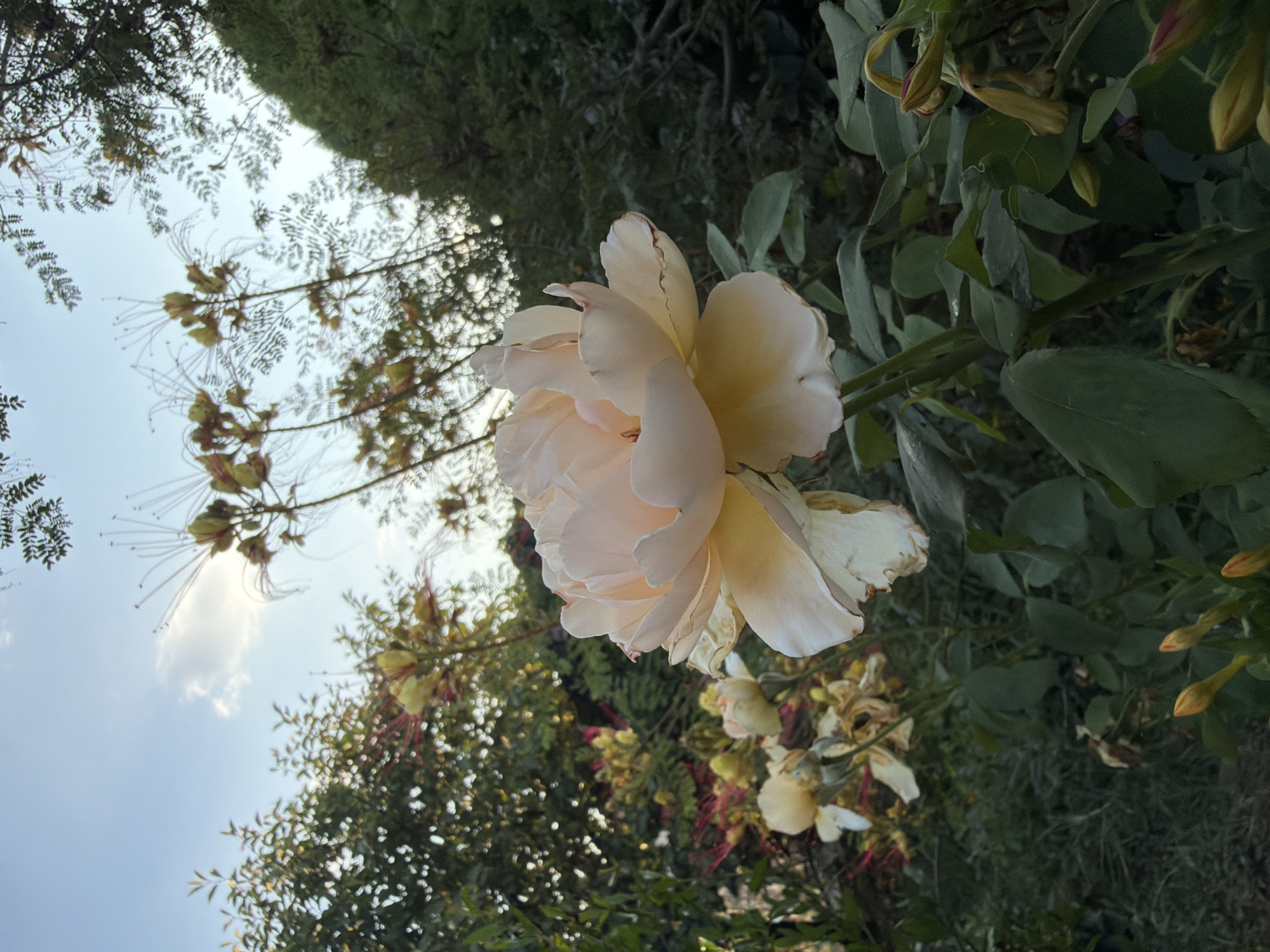 A close-up, low-angle shot captures a light pink rose in full bloom, its petals tinged with yellow at the base, set against a backdrop of lush greenery and a soft, hazy sky. The rose is the primary subject, positioned in the lower right quadrant of the frame, its delicate petals unfurling. To the left and behind the rose, several other rose buds and spent blooms in various stages of decay are visible, some appearing wilted and yellowed. The surrounding foliage consists of dark green leaves and stems, with some lighter green and yellow leaves also present. In the upper portion of the image, a cluster of feathery yellow flowers with prominent red stamens rises against a pale blue sky with a wispy white cloud. The scene appears to be an outdoor garden, with the overall lighting suggesting either early morning or late afternoon. The location is identified as Generalovo, Bulgaria.