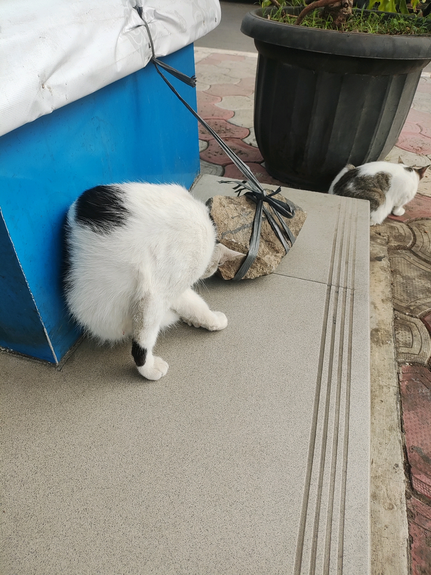 In East Jakarta, Indonesia, two domestic cats are observed outdoors. The cat in the foreground, primarily white with black markings, is partially obscured, with its hindquarters and tail visible as it is positioned behind a blue structure. Its tail has a black tip, and one paw is visible. A stone tied with black straps rests beside the cat's hindquarters. In the background, a second cat, a tabby and white mix, sits near a large black planter containing green foliage. The scene takes place on a textured, gray tiled surface adjacent to a red-tiled area and a concrete path, indicating an urban outdoor setting.