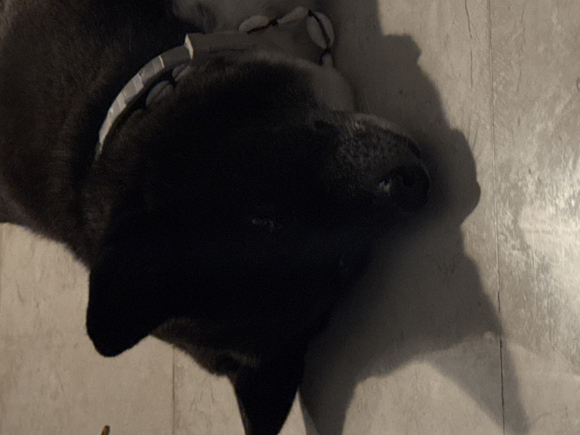 A close-up, low-angle shot shows a dark-furred dog lying on a tiled floor. The dog's head is turned to the right, with its face obscured by shadows. A portion of its body and neck are visible, along with a collar made of light-colored beads and a metallic clasp. The floor appears to be made of light brown tiles with visible grout lines. The lighting casts a shadow of the dog onto the floor to its left. The scene is indoors, with no specific indication of the Kuta Selatan, Indonesia location.