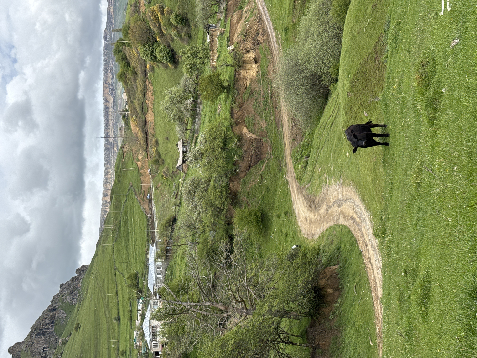 The image depicts a rural landscape in Верхняя Мара, Russia, characterized by rolling green hills and a winding dirt road. A black cow stands on the grassy hillside near the road. Scattered houses and buildings are visible in the distance, along with utility poles lining the landscape. A rocky cliff face and overcast sky complete the scene.