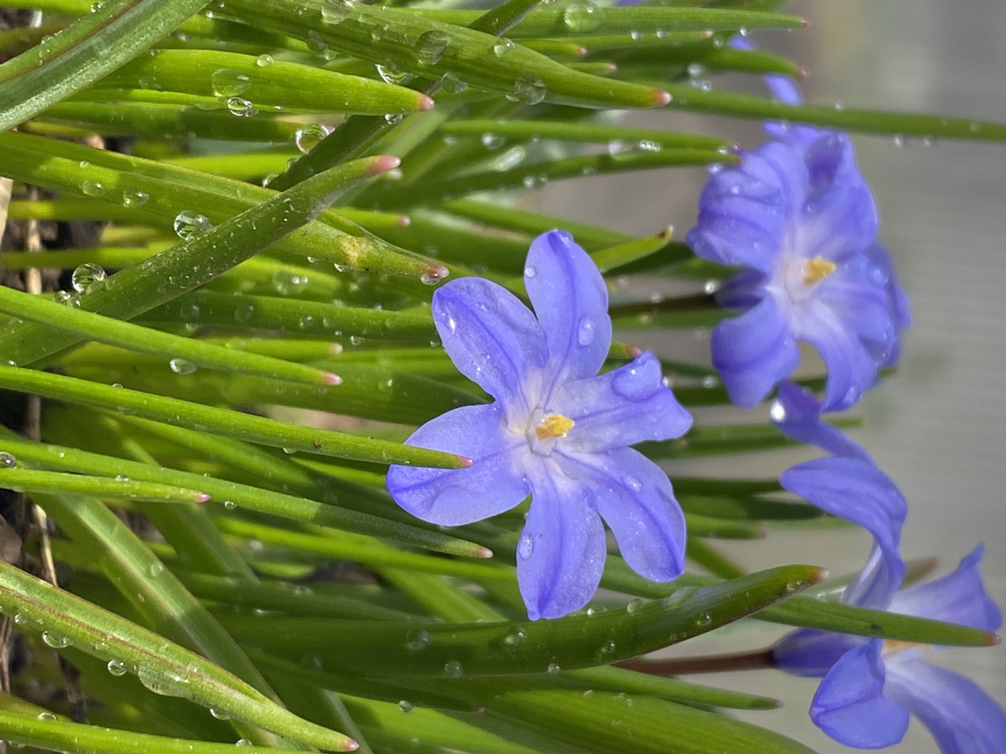 A vibrant close-up photograph captures small, purple-blue flowers and slender green foliage, likely taken in Фоки, Russia. The scene is dominated by several star-shaped flowers, each displaying six distinct petals in a rich blue-purple hue, centered with a contrasting yellow-orange pistil and stamens. These flowers are nestled among numerous long, narrow, and bright green leaves or stems, which feature a slightly textured surface.
A notable detail throughout the entire composition is the presence of countless small, clear water droplets clinging to both the petals of the flowers and the surface of the green leaves. These droplets reflect light, creating a shimmering effect and suggesting recent rain or heavy morning dew. Some of the green leaf tips exhibit a subtle reddish-pink coloration. The lighting is bright and natural, illuminating the water drops and enhancing the freshness of the scene. The background is softly blurred, keeping the focus sharply on the dew-kissed plants. No specific activity is depicted, and no text is visible. The image evokes a sense of natural beauty, vitality, and the freshness of a recent shower or dewy morning.