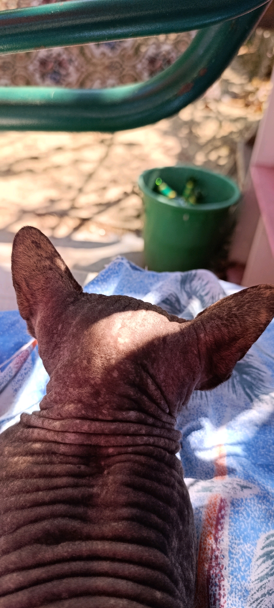A rear view of a hairless cat, likely a Sphynx, with large ears is captured in a close-up shot. The cat is lying on a blue and white patterned fabric, possibly a blanket or towel. Sunlight highlights the wrinkled skin of the cat's neck and back, with some lighter patches visible on its skin. In the background, out of focus, is a green bucket containing what appear to be green and yellow objects, possibly toys or supplies. The ground behind the cat is a light-colored, uneven surface, with shadows cast on it, suggesting an outdoor setting. A blurry green metal bar is visible at the top of the frame, indicating the presence of some kind of structure or furniture. The location in Zaliznyi, Russia is not discernible from the image.
