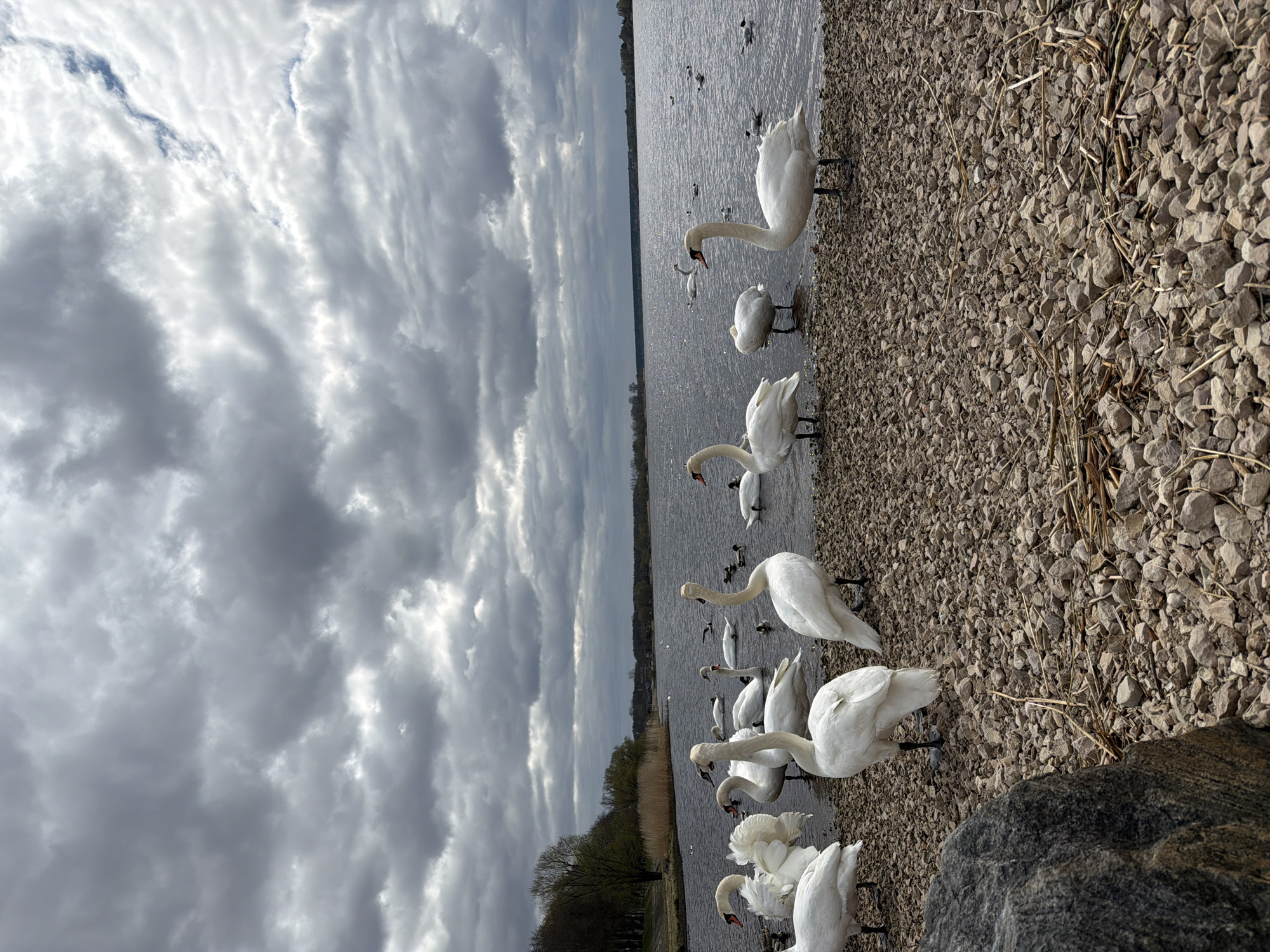 This image captures an expansive, cloudy waterside scene in Riga, Latvia, populated by a large group of white swans. The perspective is oriented as if looking across a body of water from a pebbled shore.
In the foreground, a dark, textured rock is visible on the right, alongside a stretch of light grey, pebbled shoreline. Many white swans are scattered across this shore and in the adjacent water. Several swans stand on the pebbles with their long necks curved downwards, appearing to forage or preen. Others are partially immersed in the shallow water, and more can be seen swimming further out in the grey-blue water. Their bright white plumage stands out against the muted tones of the environment. There are at least fifteen visible swans, creating a lively avian gathering.
The midground features a wide expanse of a lake or large river, its surface reflecting the overcast sky and appearing somewhat textured. A thin, distant shoreline with bare trees stretches across the horizon, suggesting a late winter or early spring setting. The upper portion of the image is dominated by a dramatic, heavily clouded sky, displaying various shades of grey with patches of brighter light, indicating an overcast day. No human activity or visible text is present in the scene.