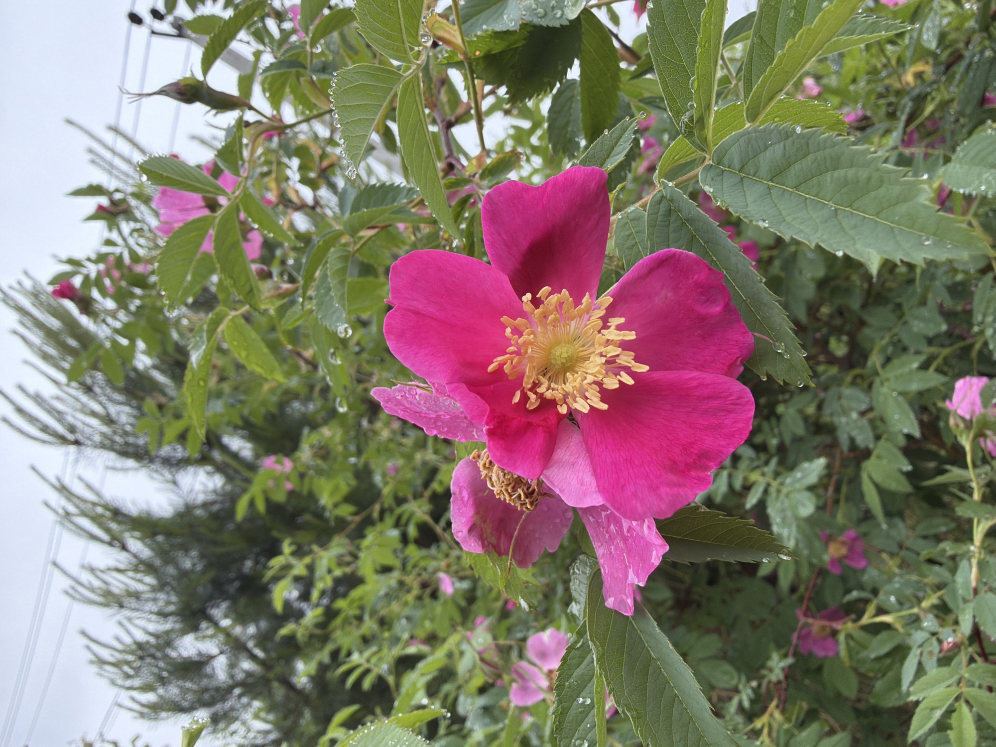 A vibrant close-up shot captures a fuchsia-pink wild rose in bloom, likely after a rain shower or heavy dew. The central rose is prominent, featuring five broad petals surrounding a bright yellow cluster of stamens. Numerous water droplets cling to its petals, stems, and the surrounding green leaves, indicating recent precipitation. Another smaller, partially withered pink rose bloom is visible directly below the main flower.
The background is a lush tapestry of green foliage, primarily belonging to the same rose bush, with several other out-of-focus pink blossoms scattered throughout. To the upper left, a slender, dark-colored bird, possibly a swift or another small insectivorous bird, is partially visible among the leaves, almost blending in. Above the bird and foliage, faint power lines or wires stretch across the muted, overcast sky. On the far left, the soft, blurry needles of a coniferous tree add depth to the scene. The overall impression is one of natural beauty and freshness in what appears to be a garden or natural area in Chaikovsky, Russia, during daytime under cloudy skies. No visible text is present.