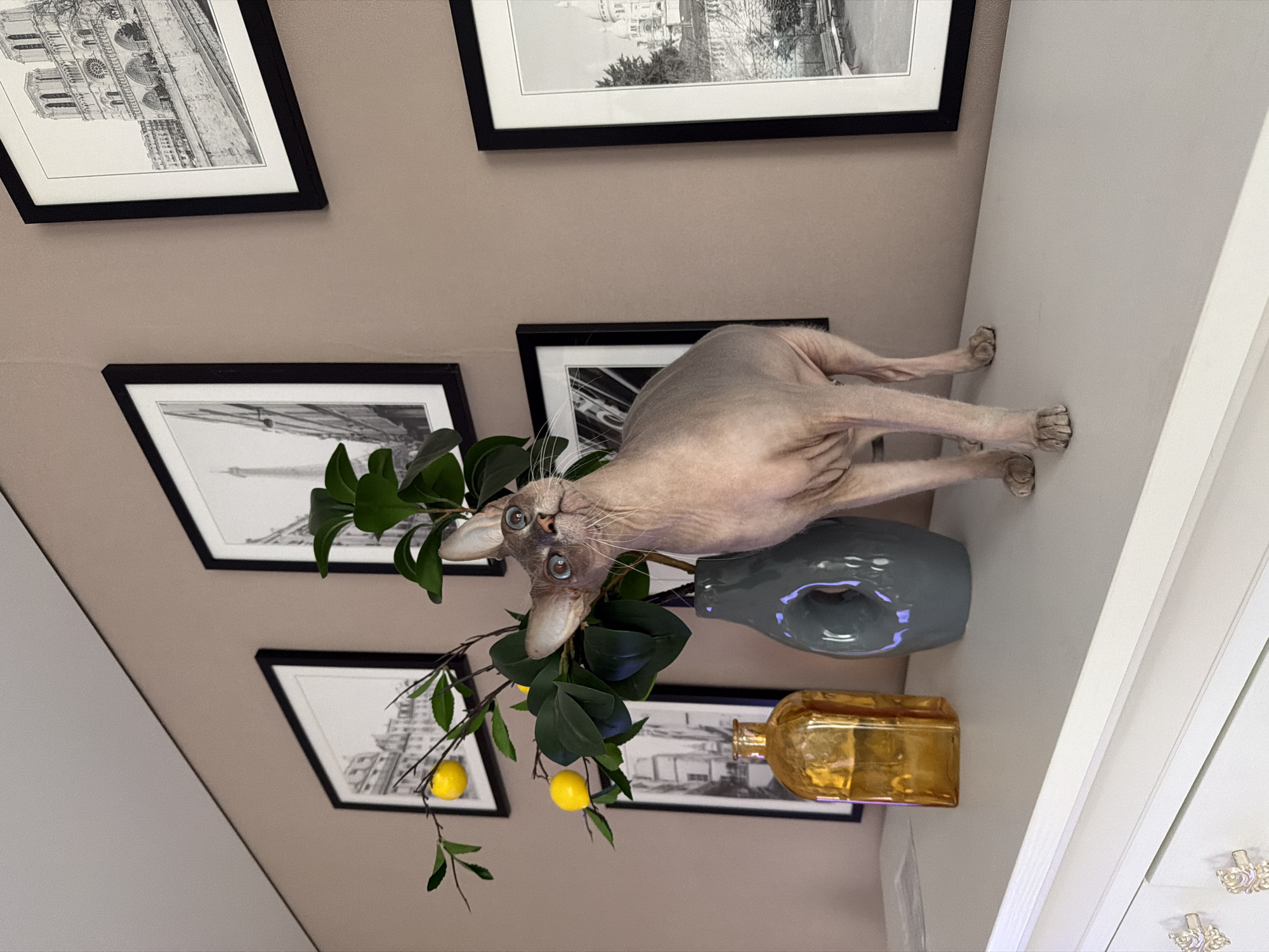 The image depicts a Sphynx cat standing on a white surface, likely a shelf or dresser, in what appears to be a domestic setting. The cat is light brown with prominent wrinkles and large, blue eyes. It is looking upwards and to its left. To the left of the cat, there is a grey, donut-shaped vase with a green leafy branch adorned with yellow faux lemons. Next to the vase, to its left, is a tall, amber-colored glass bottle. The background features a taupe-colored wall with several framed black and white photographs of Parisian landmarks, including the Eiffel Tower and Notre Dame Cathedral. There are no visible indications of the city of Buzuluk, Russia, in this image.