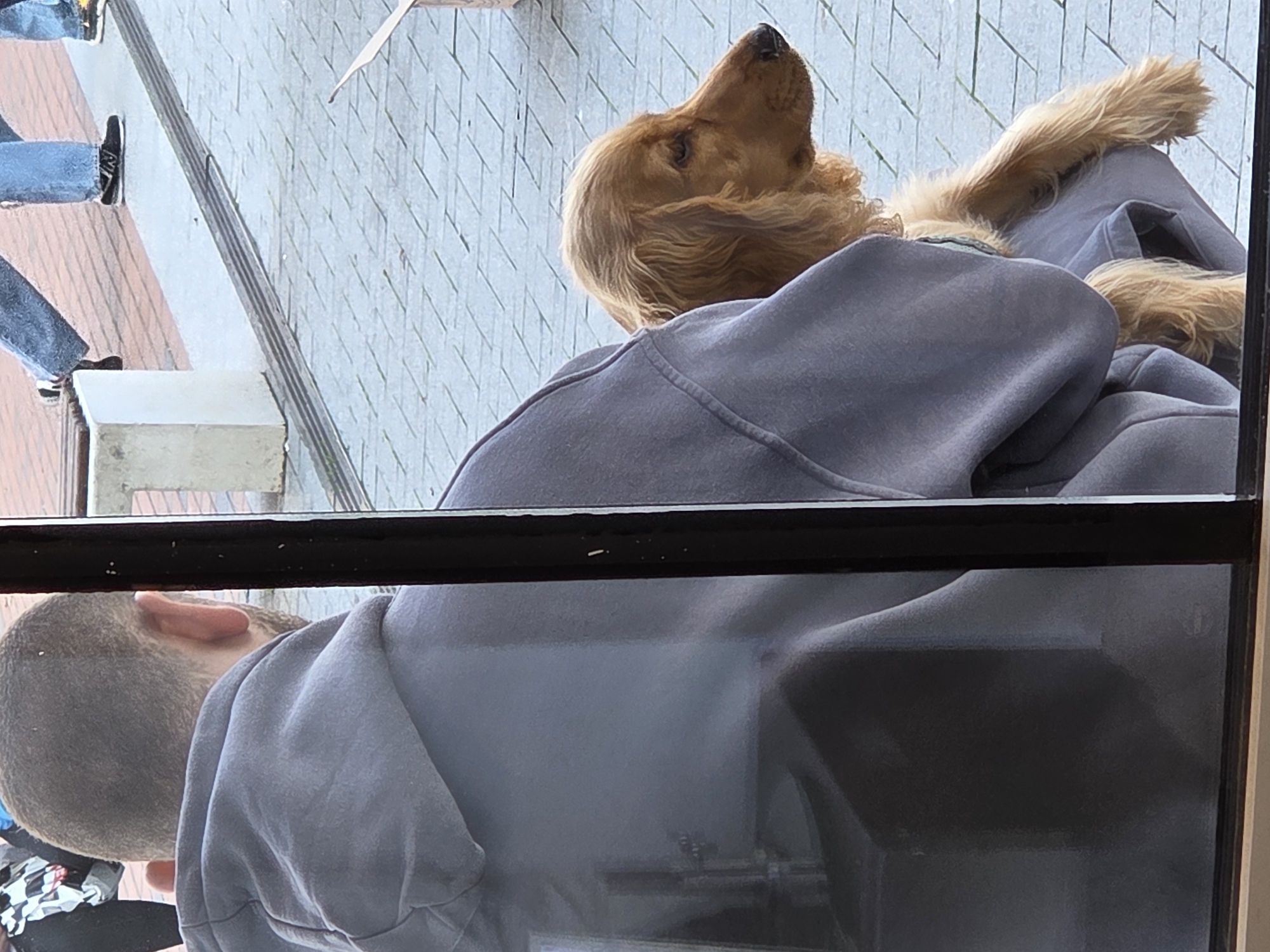 A man with a shaved head is seen wearing a gray hooded sweatshirt. A golden cocker spaniel dog is sitting on his back, looking upward. The image is taken from inside a building, looking out through a window. The scene outside includes a building with a gray facade and people walking on the sidewalk. The location is likely Varna, Bulgaria.