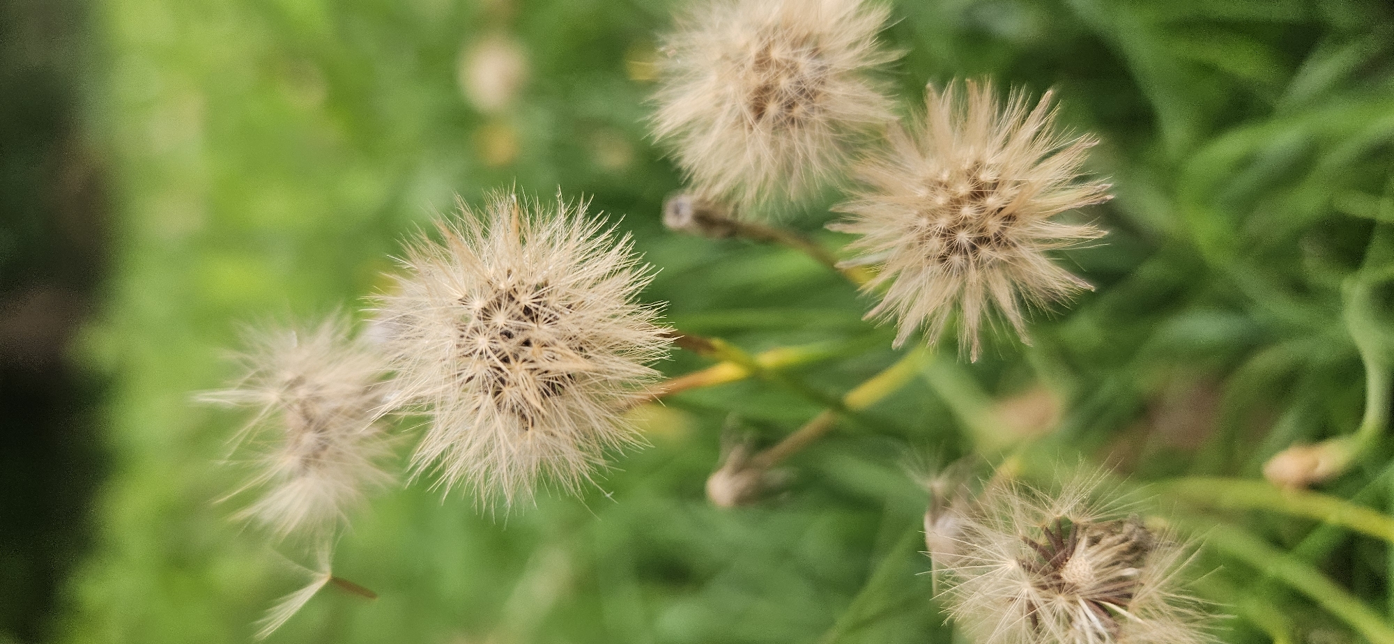 The image shows a close-up of several dandelion seed heads in various stages of dispersal, set against a blurred green background of grass and foliage. The seed heads are light brown and fluffy, with individual seeds attached to fine filaments. One seed is visibly detached and floating to the left of the frame. The lighting is soft and diffused, suggesting an overcast or shaded environment. There are no people, structures, or any other discernible man-made objects in the scene. The image appears to be a nature photograph taken outdoors. Without further information or context, it is impossible to determine the specific location within Vitsebsk, Belarus, or any actions or interactions taking place. The environment is entirely natural and organic.