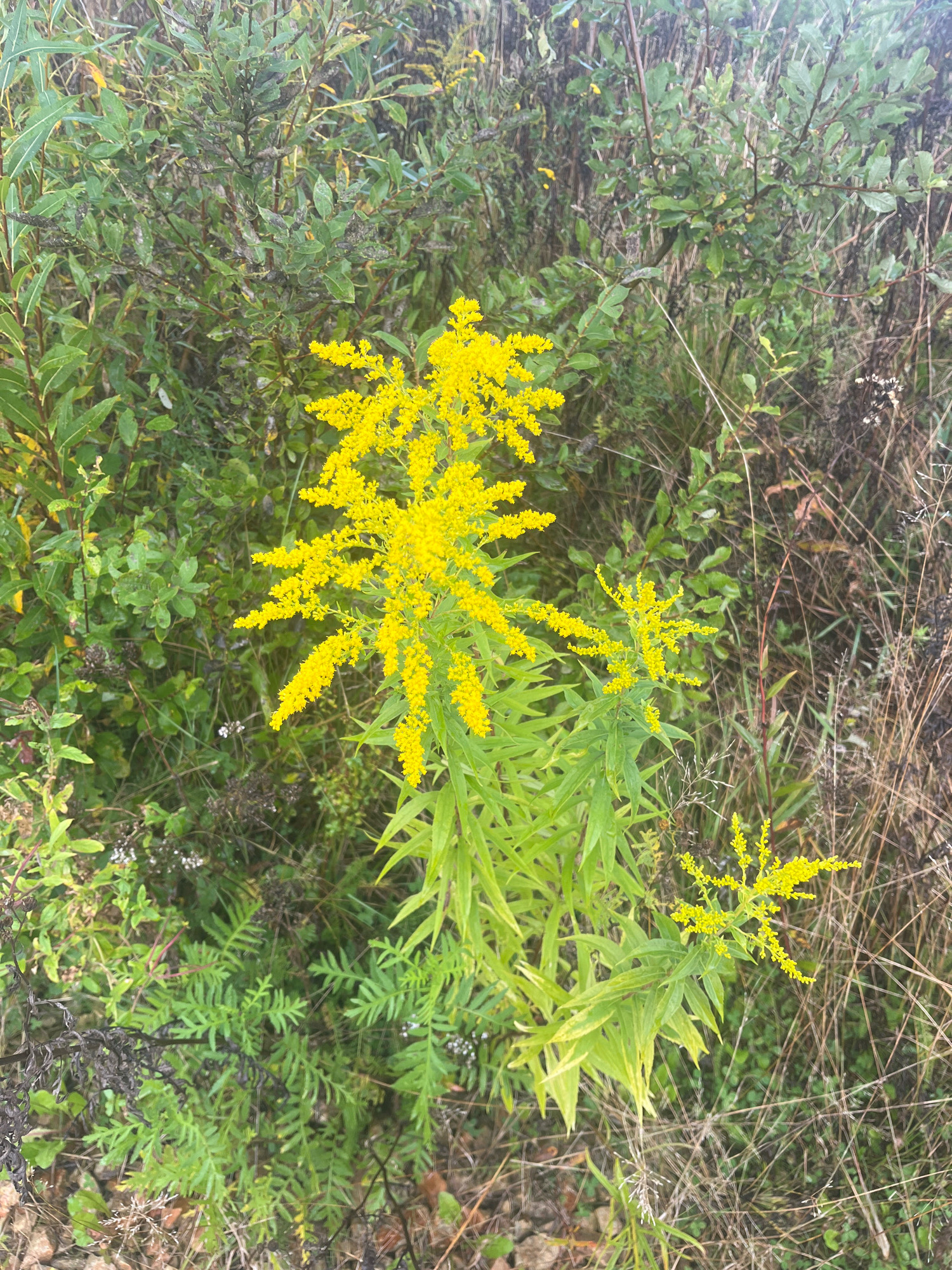 This image depicts a close-up view of goldenrod flowers in bloom. The bright yellow flowers are clustered together on tall, green stalks, surrounded by lush green foliage and dry, brown grasses. The background is a dense, green thicket of various plants and undergrowth, suggesting a natural, uncultivated environment. The lighting appears to be natural daylight, with a slightly overcast sky contributing to soft shadows. There are no people or man-made structures visible in the image. The scene is peaceful and natural, with the vibrant yellow of the goldenrod providing a striking contrast to the surrounding greenery and muted tones of the dry grass. There is no indication of the location being in Vladimirovka, Russia.