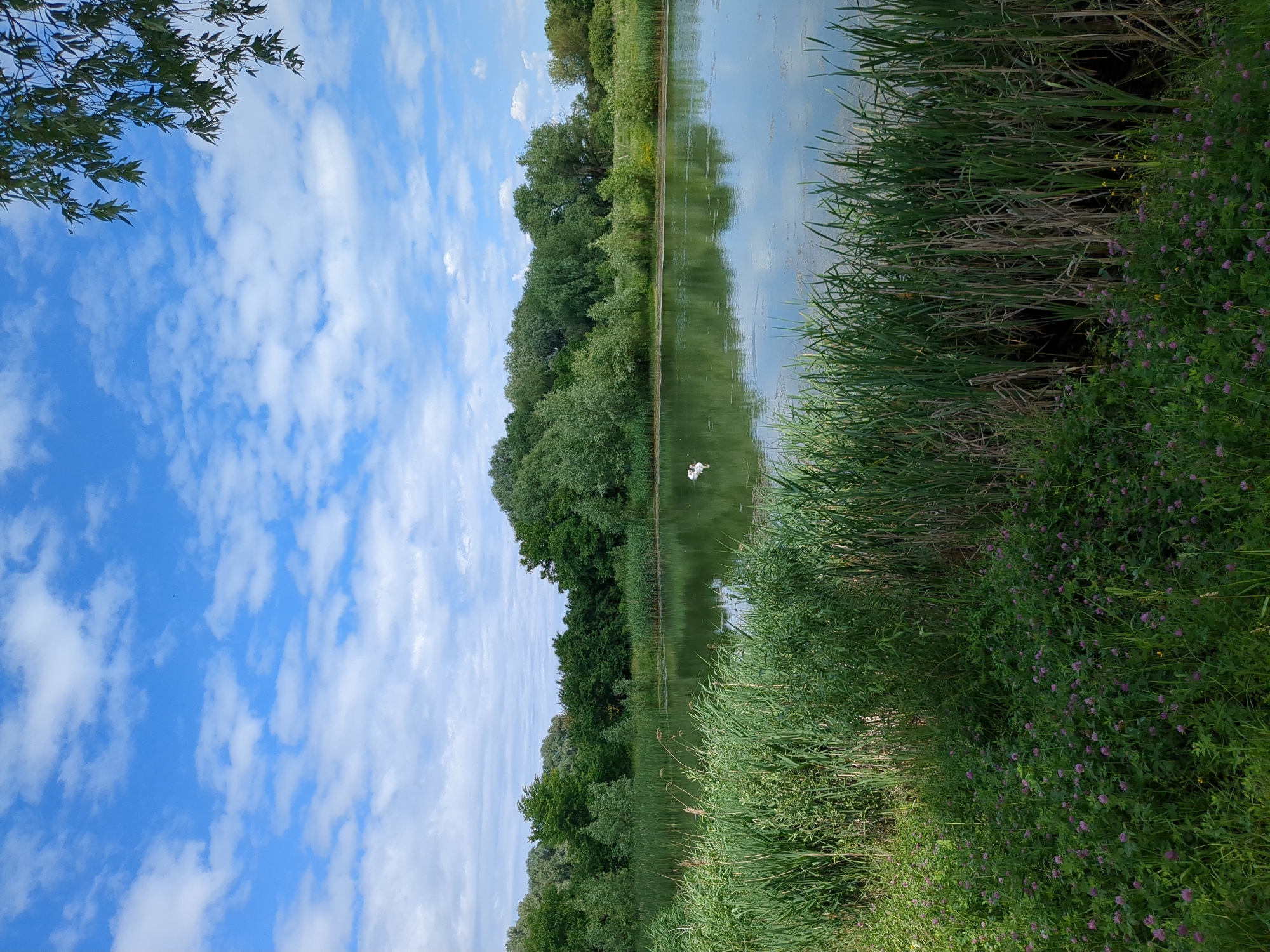 A picturesque natural scene unfolds under a bright blue sky dotted with fluffy white clouds. The foreground is dominated by lush green reeds and clover with small purple flowers, creating a vibrant carpet of vegetation. Beyond this, a calm, green body of water reflects the surrounding trees and the sky. Two white swans are visible on the water, adding a touch of wildlife to the serene landscape. In the background, a dense forest of various green trees forms a natural backdrop, with a hint of a meadow visible to the right. The overall impression is one of tranquility and untouched nature, likely a natural reserve or park area within the city of Boryspil, Ukraine.